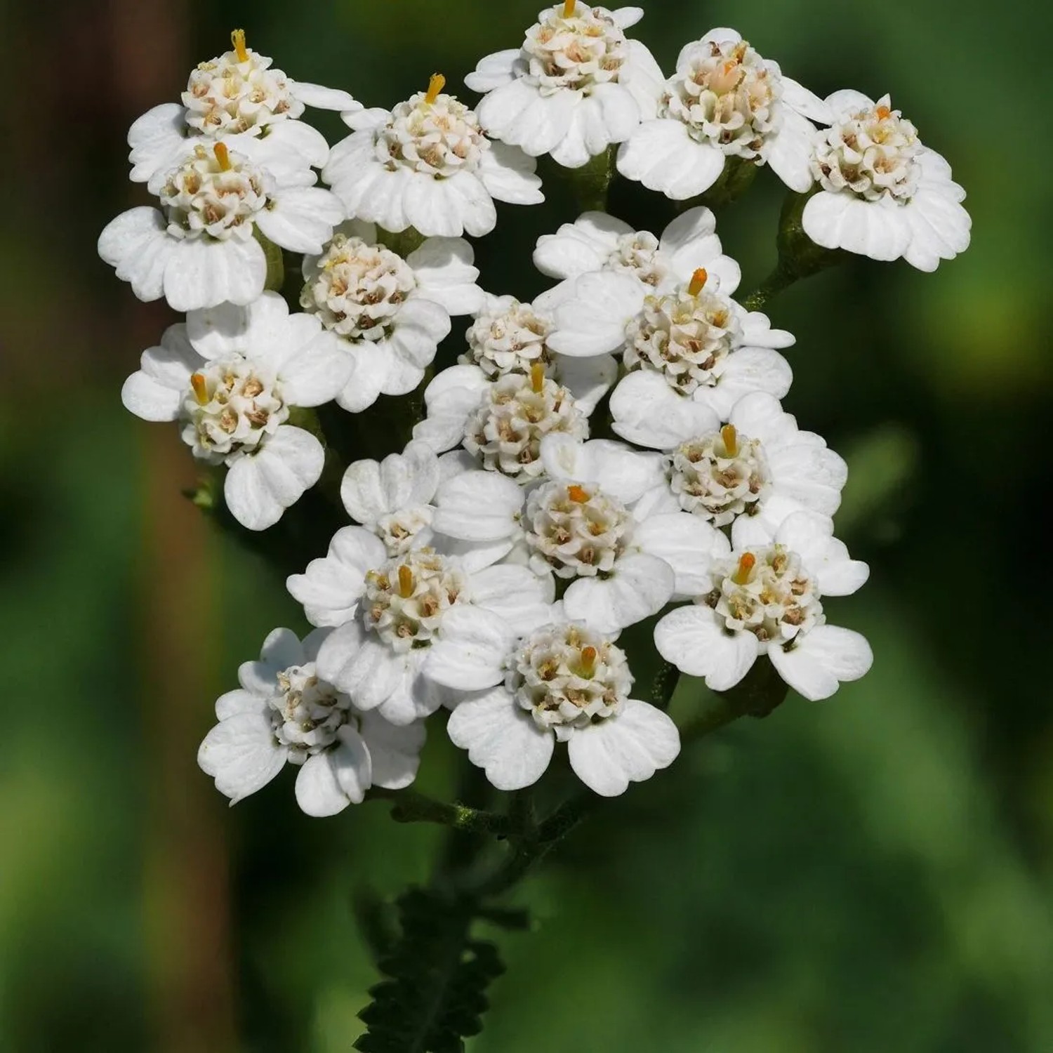 6 x Schafgarbe Achillea millefolium Topf 9cm Robust und Pflegeleicht