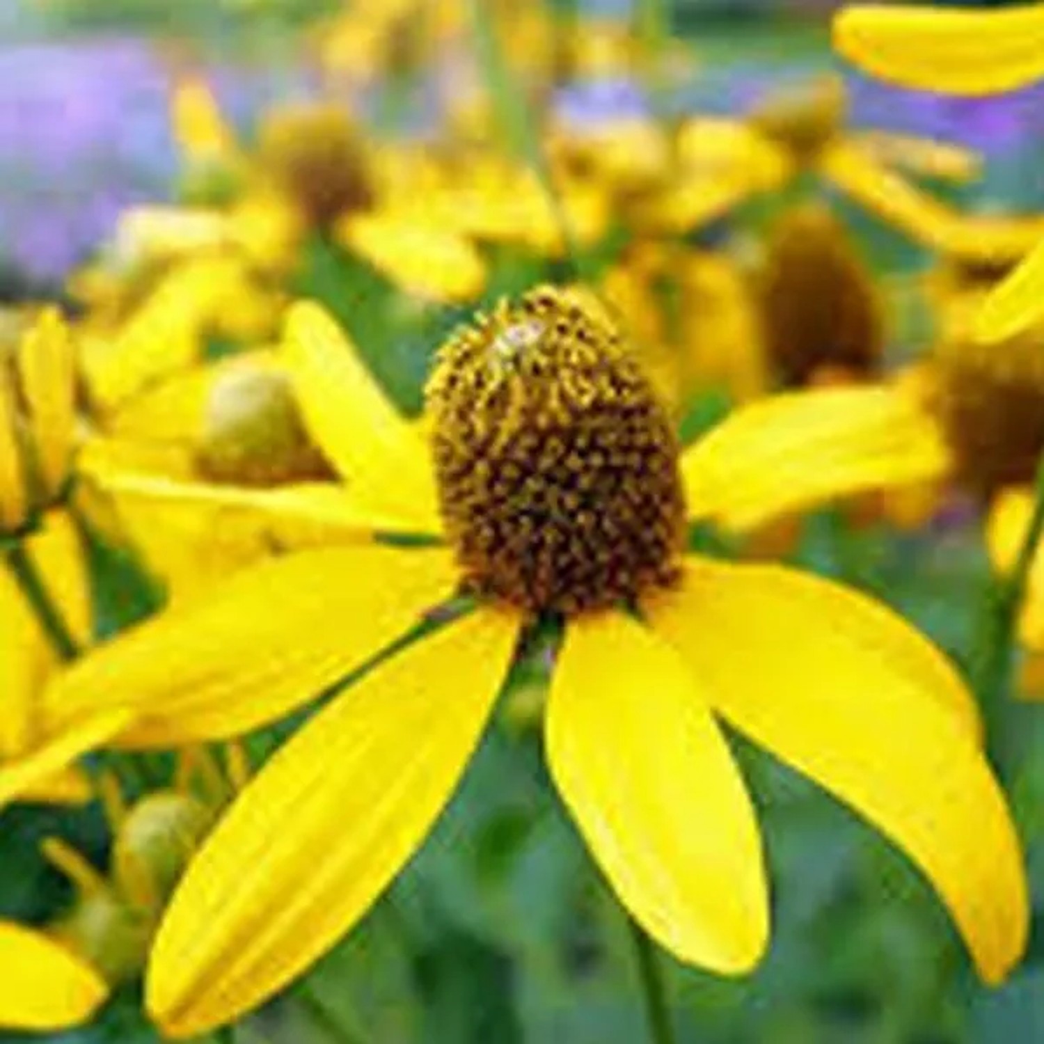 6 x Sonnenhut 'Herbstsonne' Rudbeckia nitida Topf 9cm Beetrandpflanze