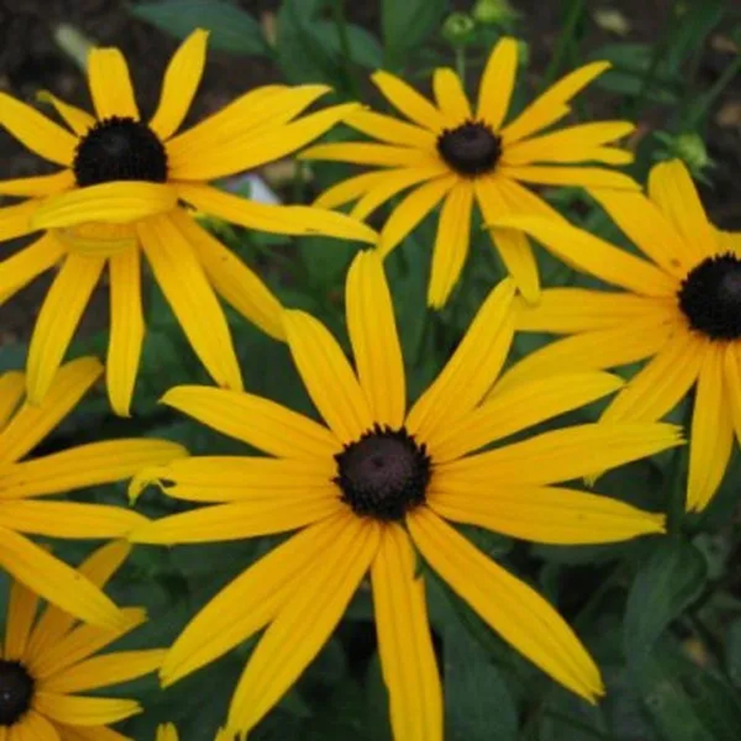 6 x Sonnenhut 'Goldsturm' Rudbeckia fulgida Topf 9cm Beetrandpflanze