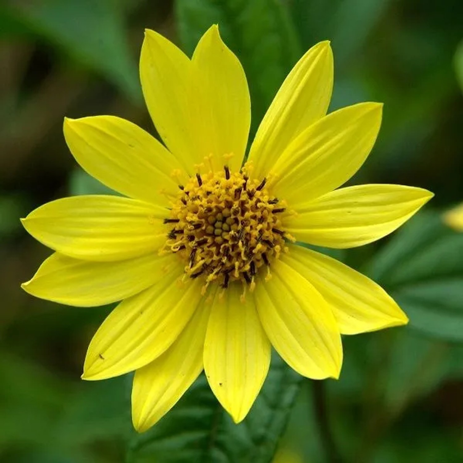 6 x Stauden-Sonnenblume 'Lemon Queen' Helianthus Topf 9cm Hellgelbe Blüten