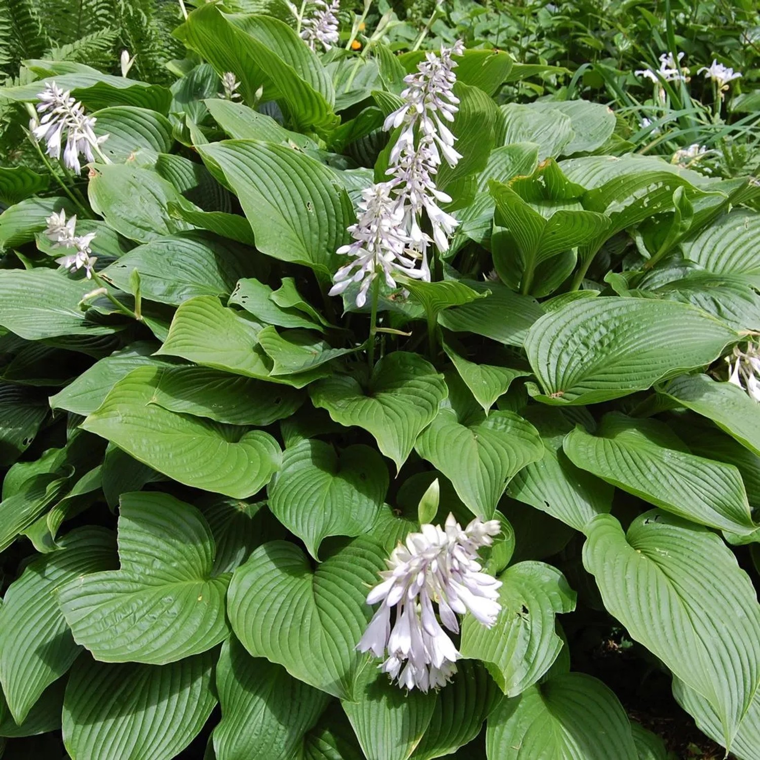6 x Siebold-Funkie Hosta sieboldiana Topf 9cm Großes Blatt