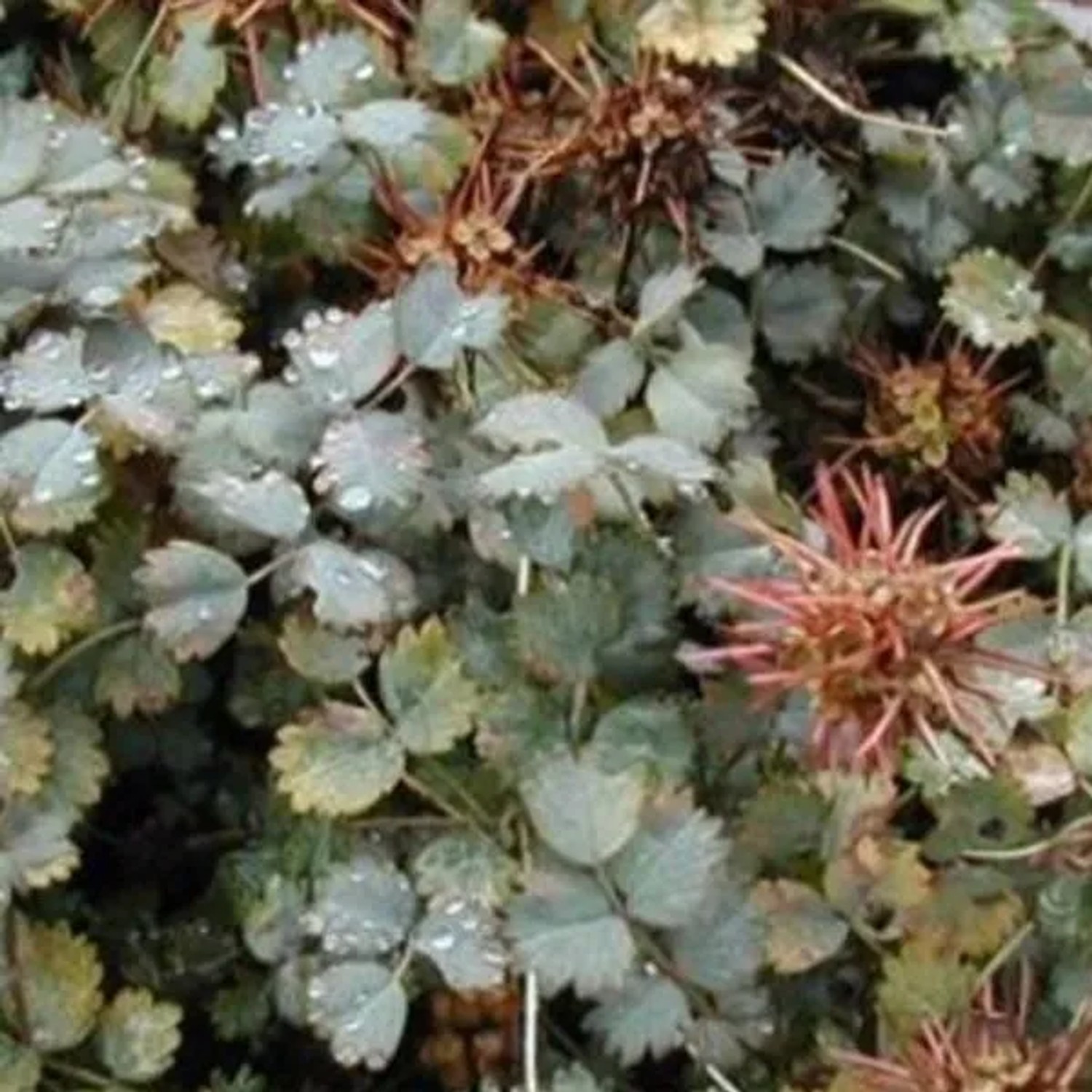 6 x Stachelnüsschen Acaena buchananii Topf 9cm Bodendecker
