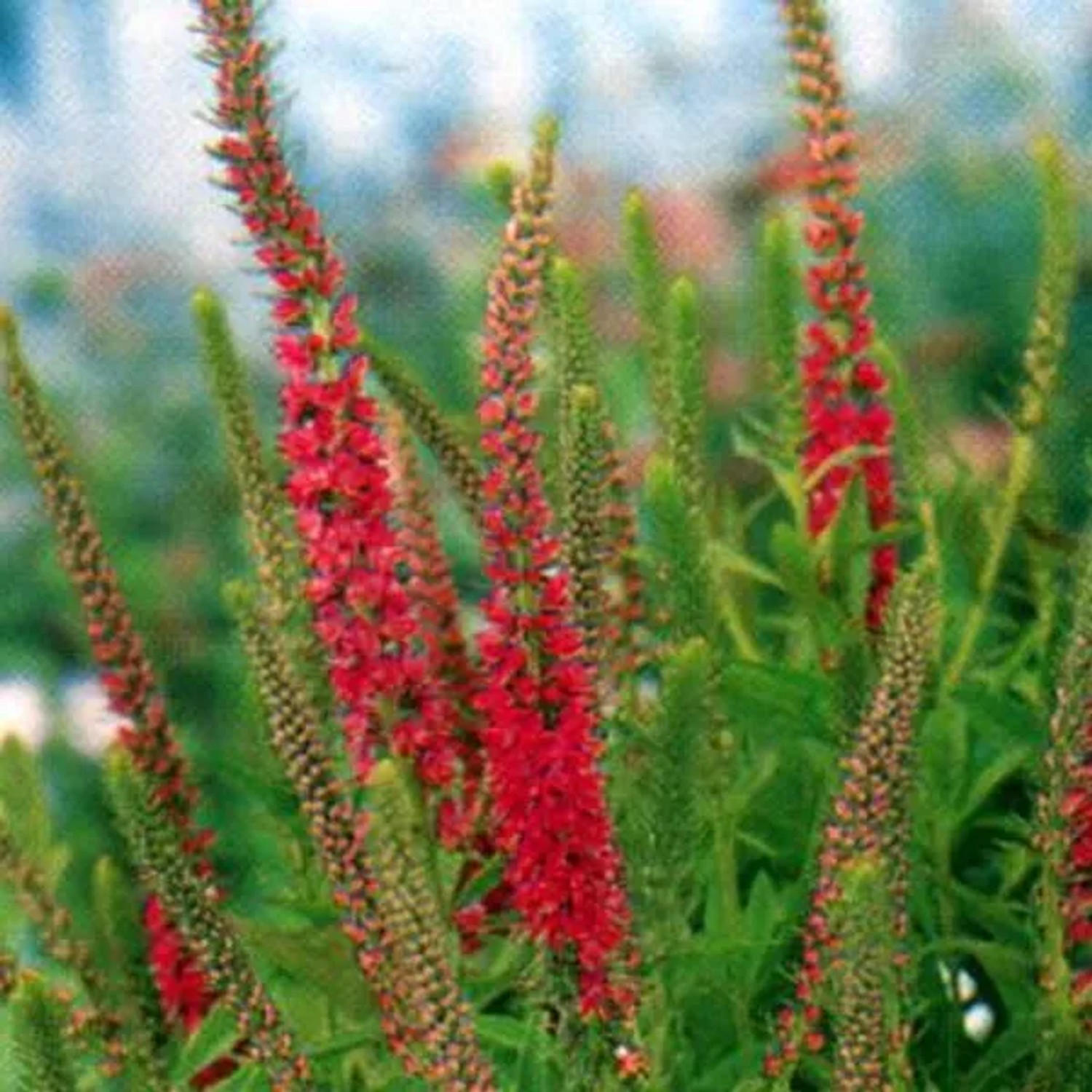 6 x Ehrenpreis 'Rotfuchs' Veronica spicata Topf 9cm Schnittblume