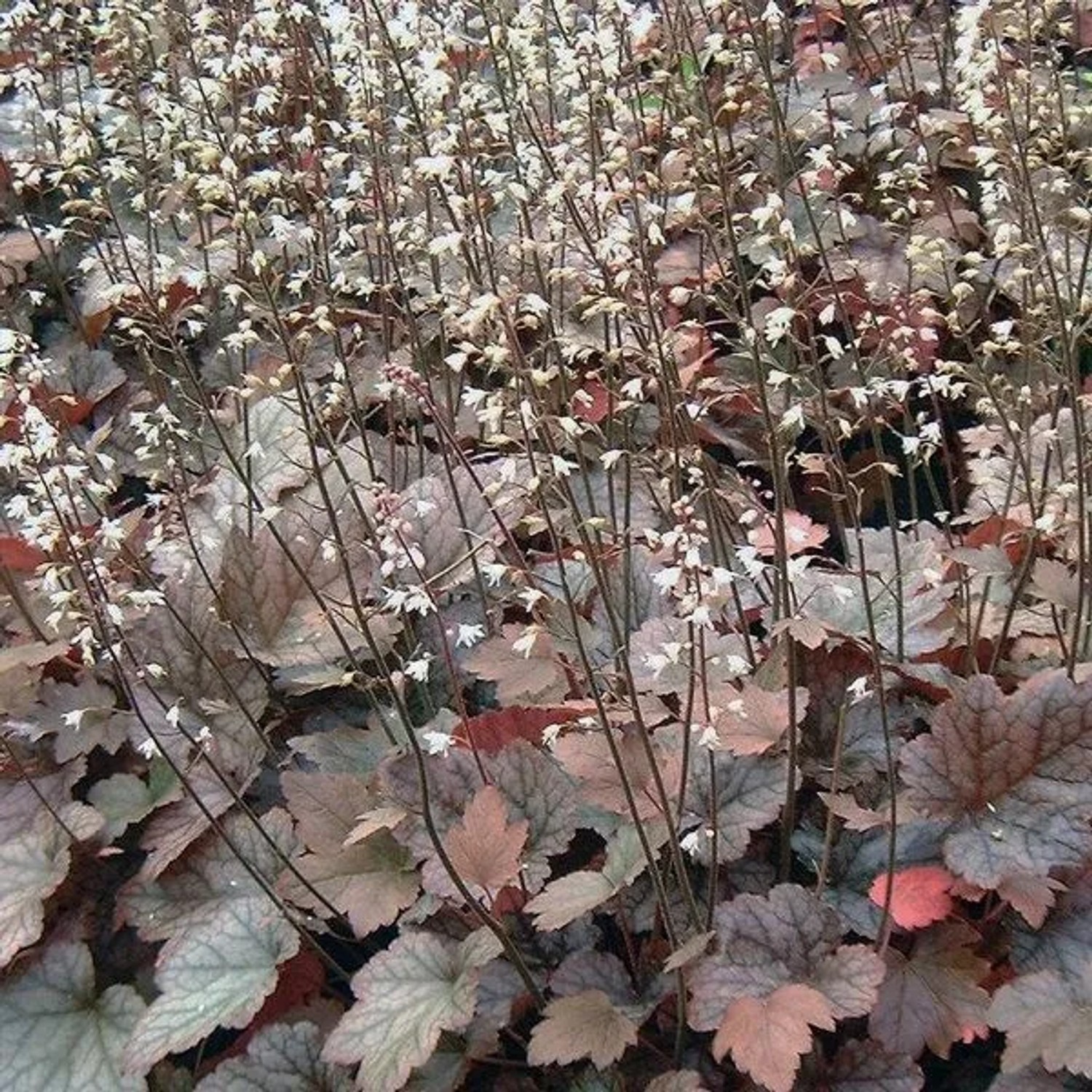6 x Heucherella 'Quicksilver' Heucherella Topf 9cm Dekoratives Laub