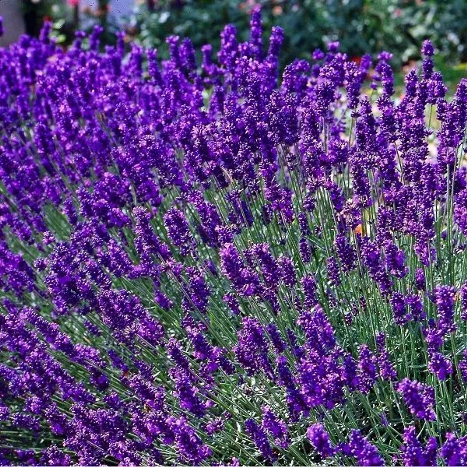 6 x Lavendel 'Dwarf Blue' Lavandula angustifolia Topf 9cm Duftend