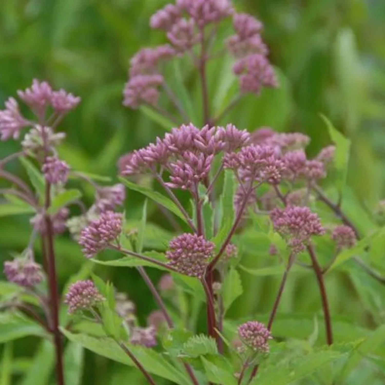6 x Wasserdost 'Purple Blush' Eupatorium maculatum Topf 9cm Schmetterlingspflanze