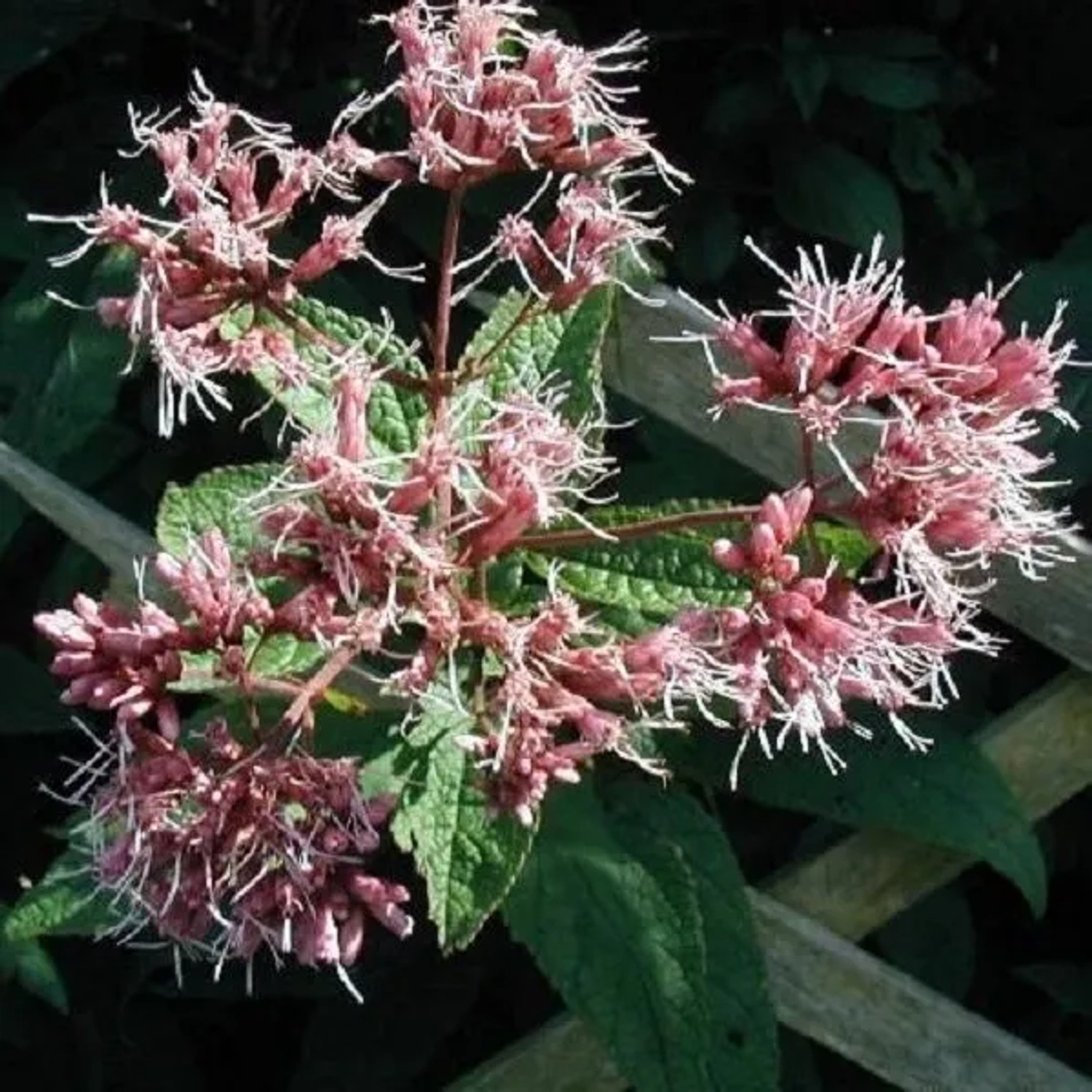 6 x Purpur-Wasserdost Eupatorium purpureum Topf 9cm Für Sonne bis Halbschatten