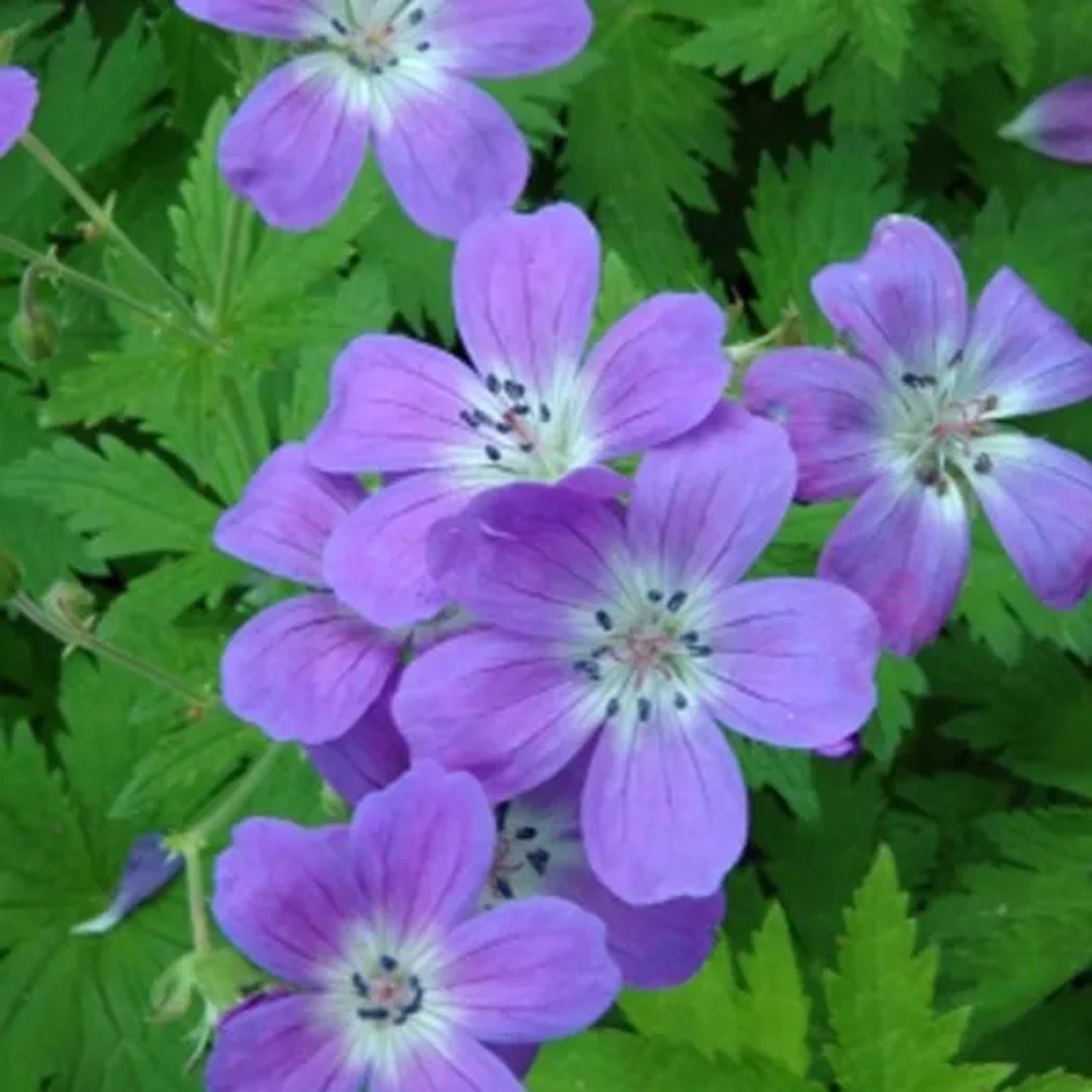 6 x Wald-Storchschnabel 'Mayflower' Geranium sylvaticum Topf 9cm Blauviolette Blüten