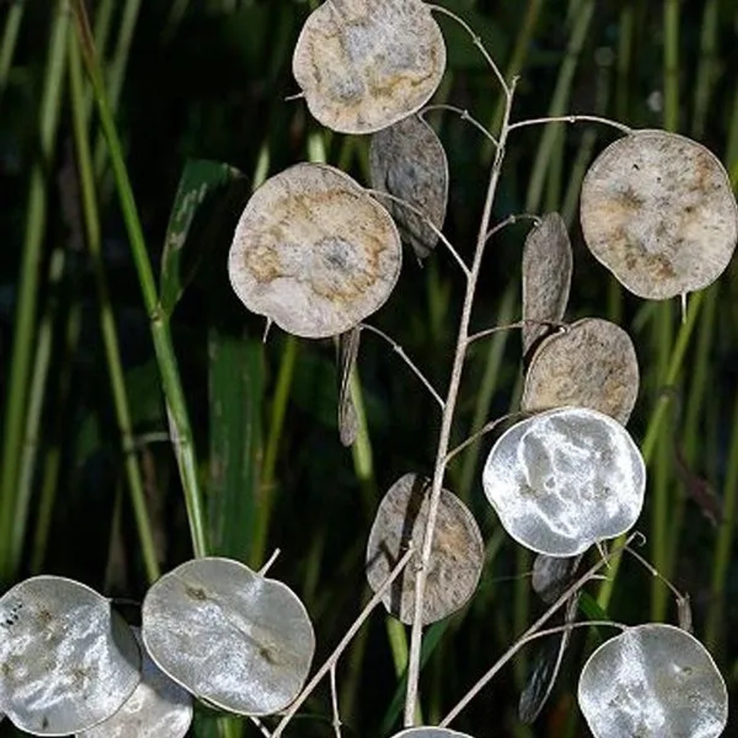 6 x Silberblatt Lunaria annua Topf 9cm Für Gruppenpflanzung