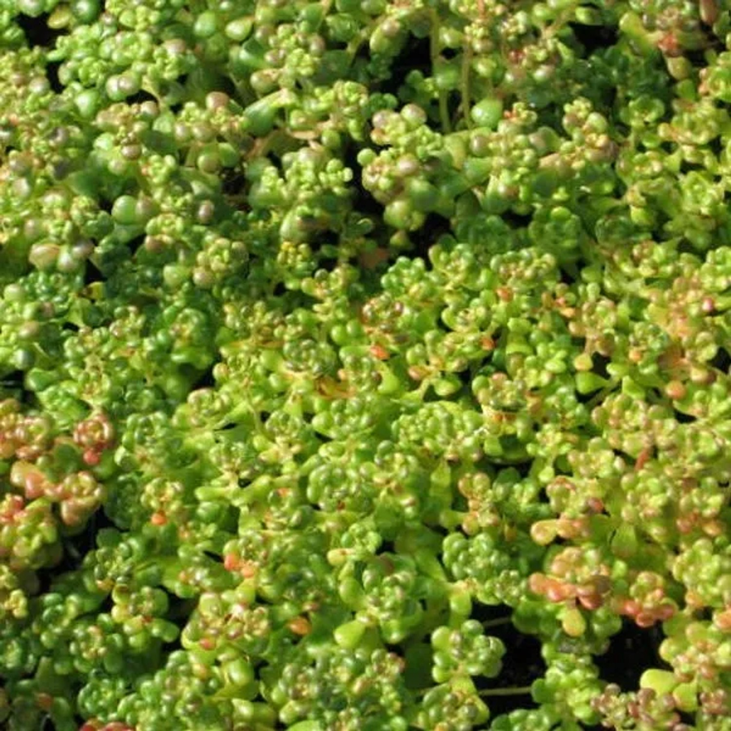 6 x Oregon-Fettblatt Sedum oreganum Topf 9cm Schmetterlingspflanze