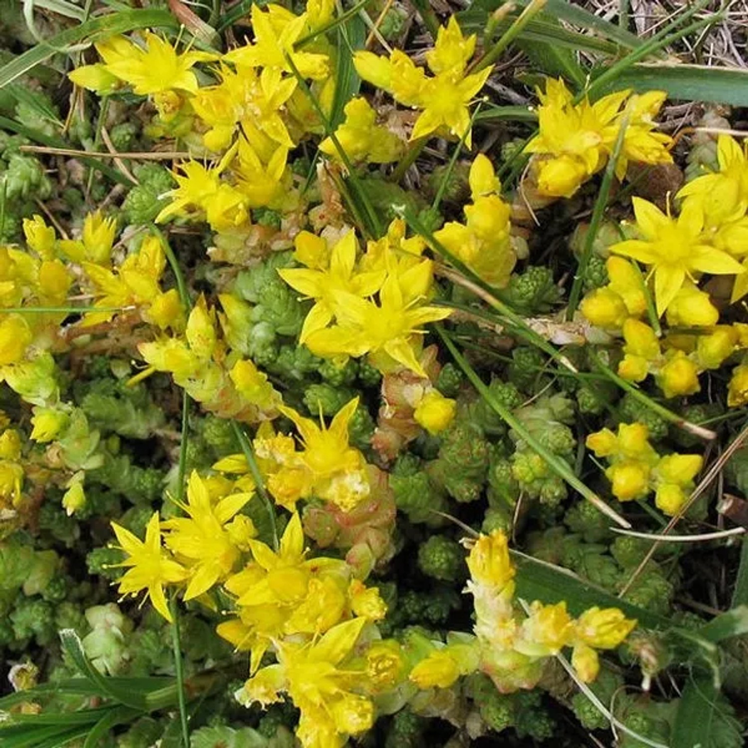 6 x Mauerpfeffer Sedum Acre Topf 9cm Schmetterlingspflanze