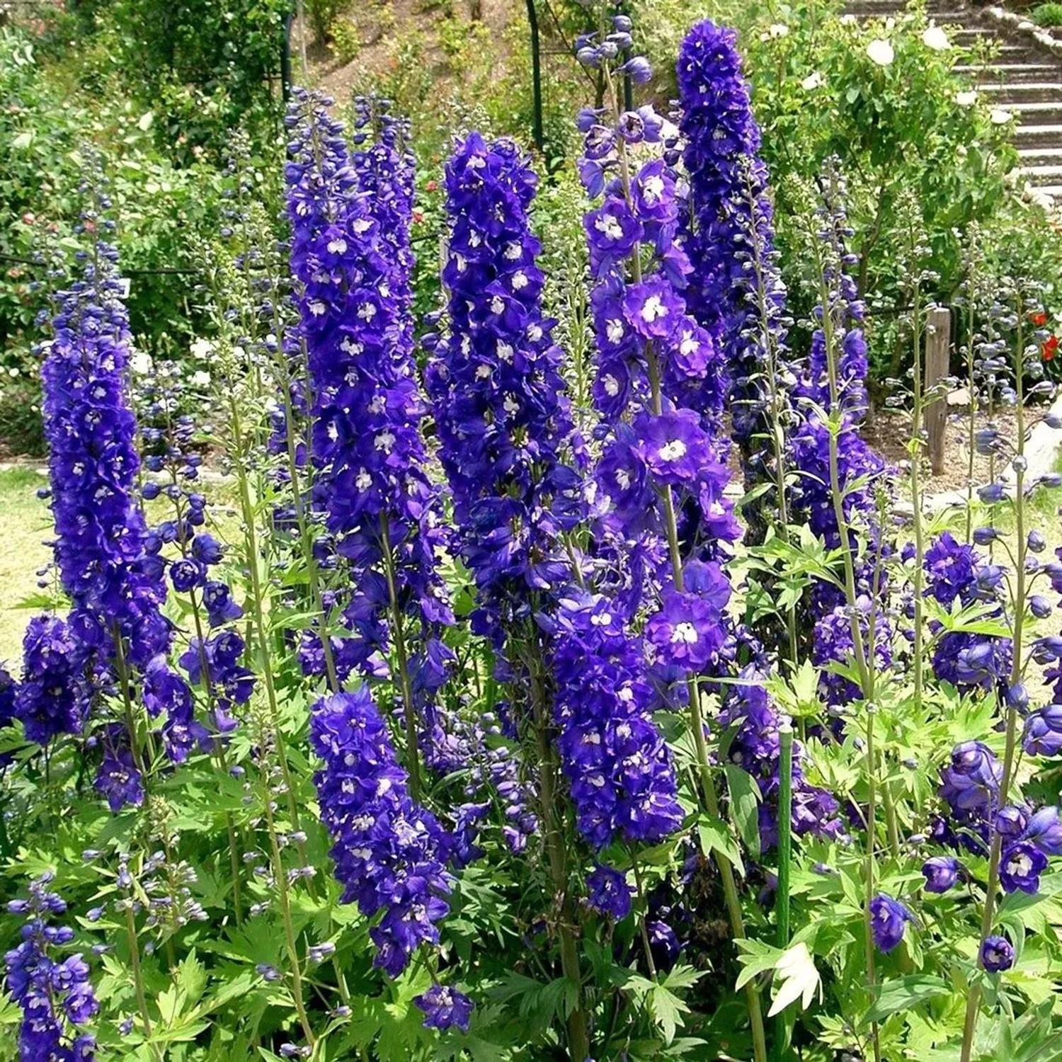 6 x Pacific-Rittersporn 'King Arthur' Delphinium Topf 9cm Dunkelviolette Blüten