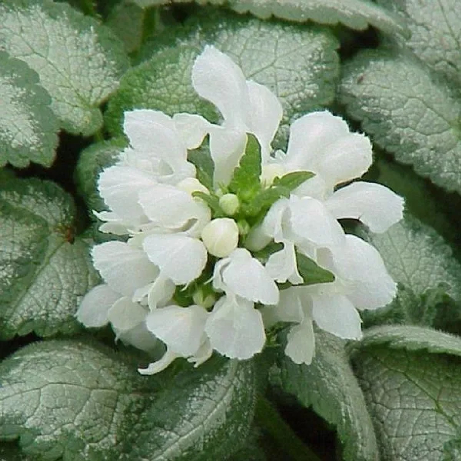 6 x Taubnessel 'White Nancy' Lamium maculatum Topf 9cm Weiß Blühend