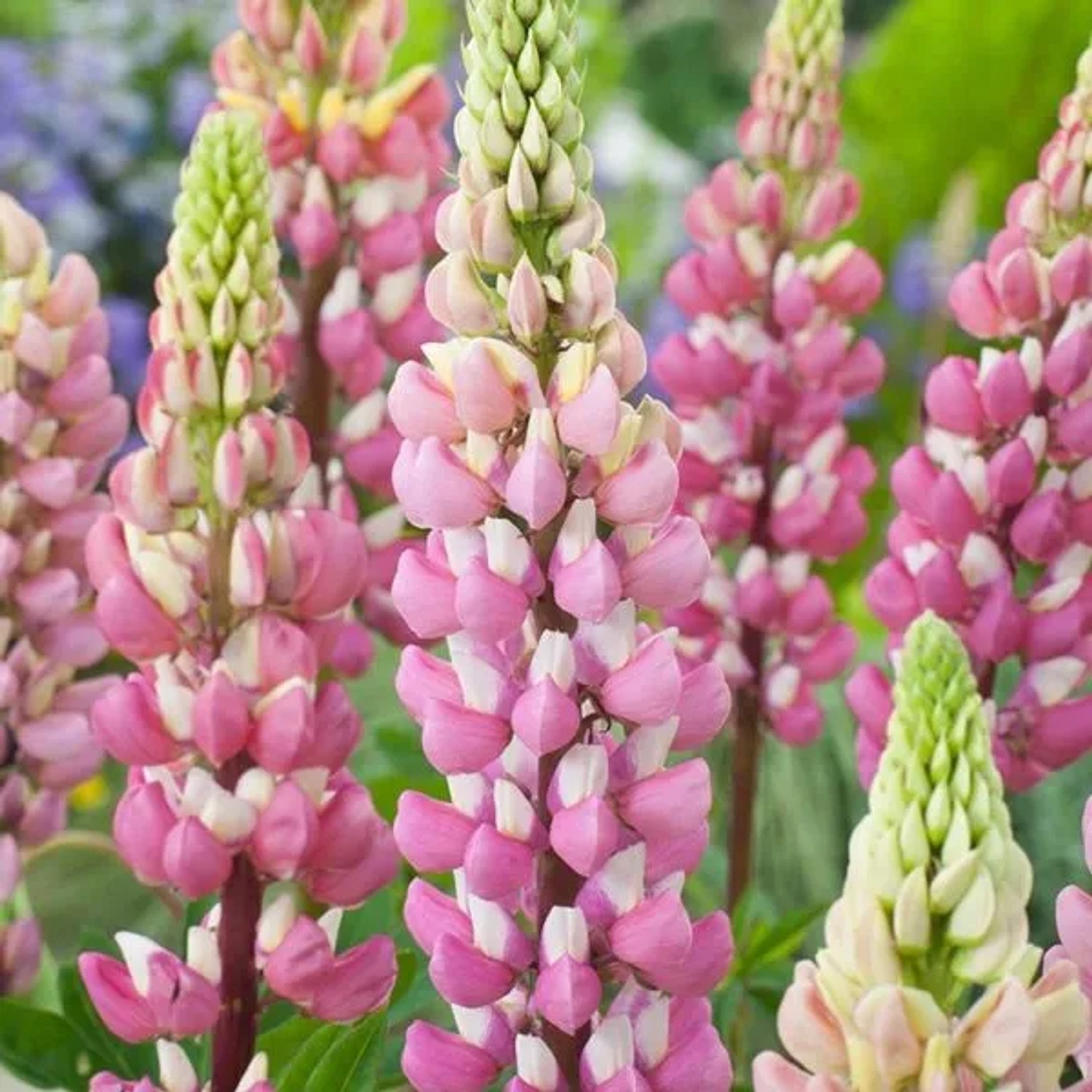 6 x Lupine 'The Chatelaine' Lupinus Topf 9cm Rosa Blüten