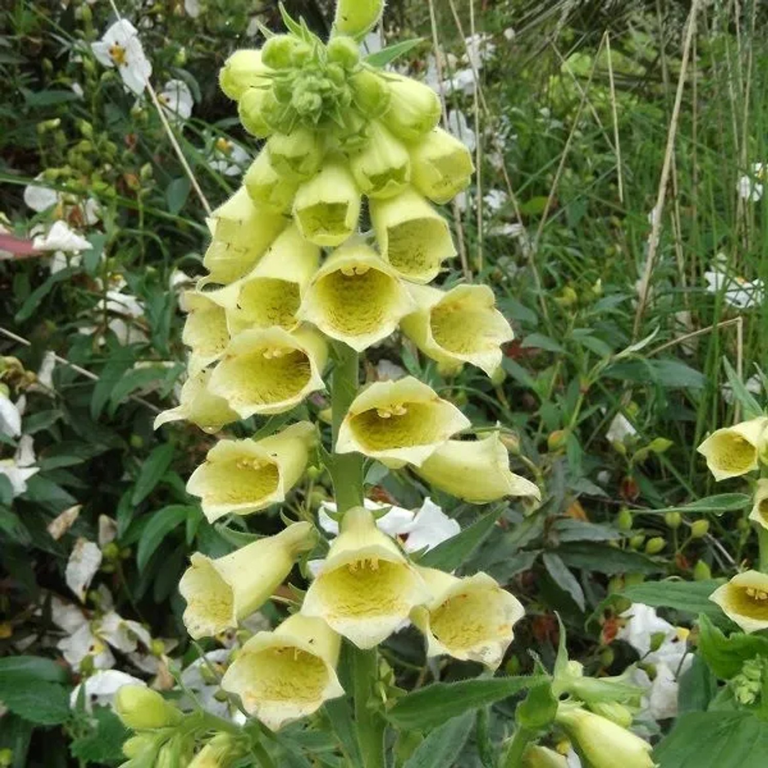 6 x Fingerhut Digitalis grandiflora Topf 9cm Gelbe Blüten