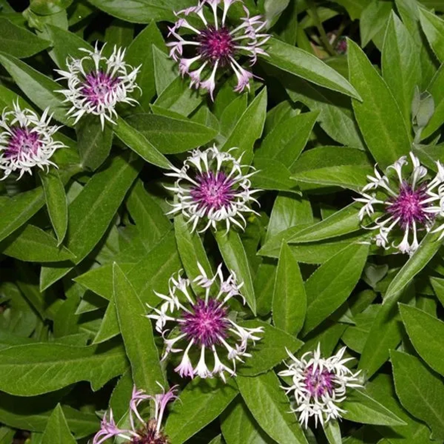 6 x Flockenblume 'Coerulea' Centaurea montana Topf 9cm Blaue Blüten