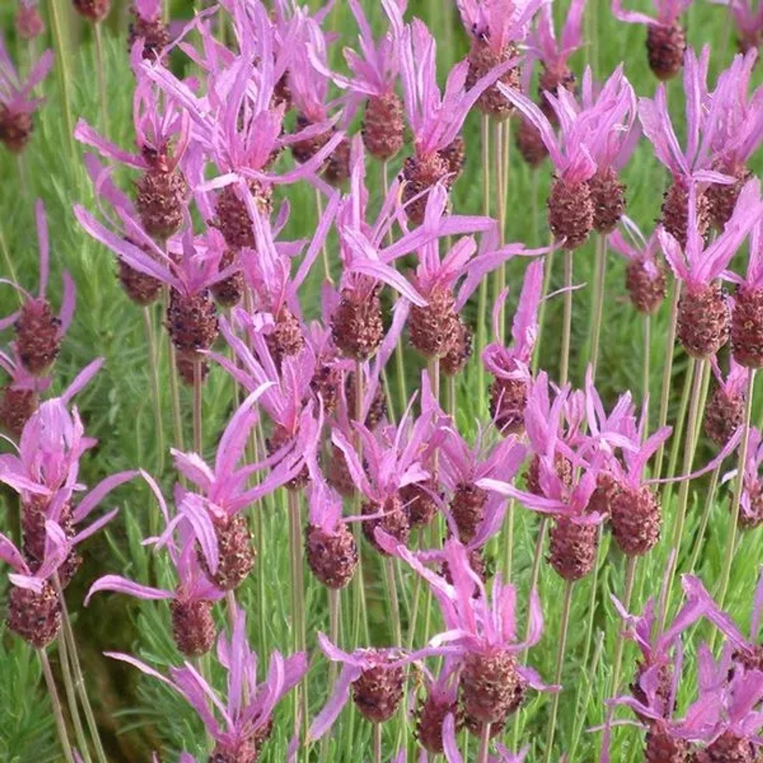 6 x Schopflavendel 'Pedunculata' Lavandula Stoechas Topf 9cm Trockenheitsverträglich