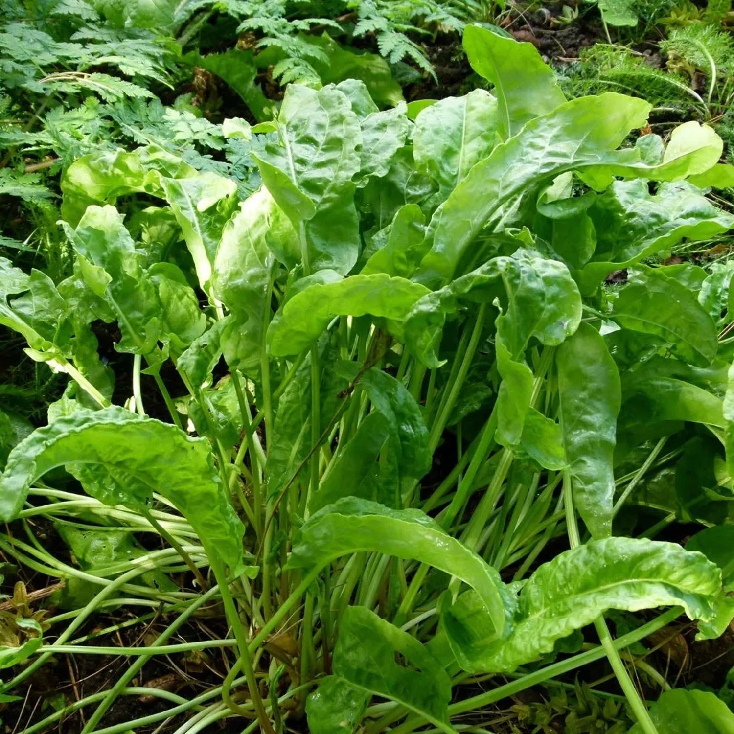 6 x Sauerampfer Rumex acetosa Topf 9cm Würzkraut