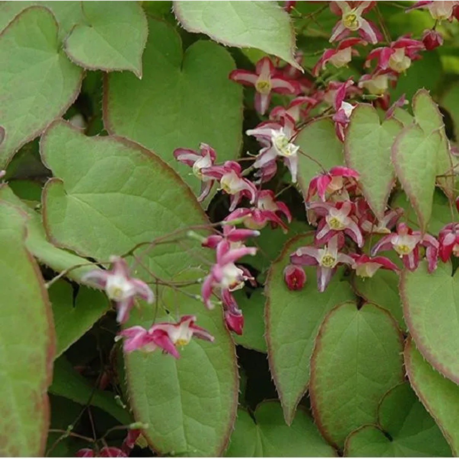 6 x Elfenblume 'Rubrum' Epimedium Topf 9cm Immergrün