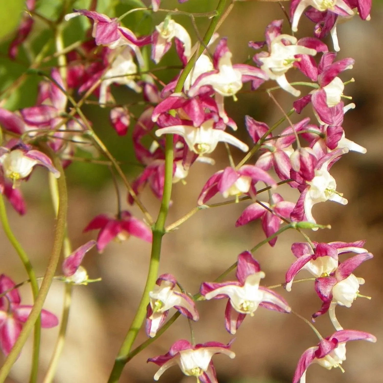 6 x Elfenblume 'Red Beauty' Epimedium grandiflorum Topf 9cm Rote Blüten