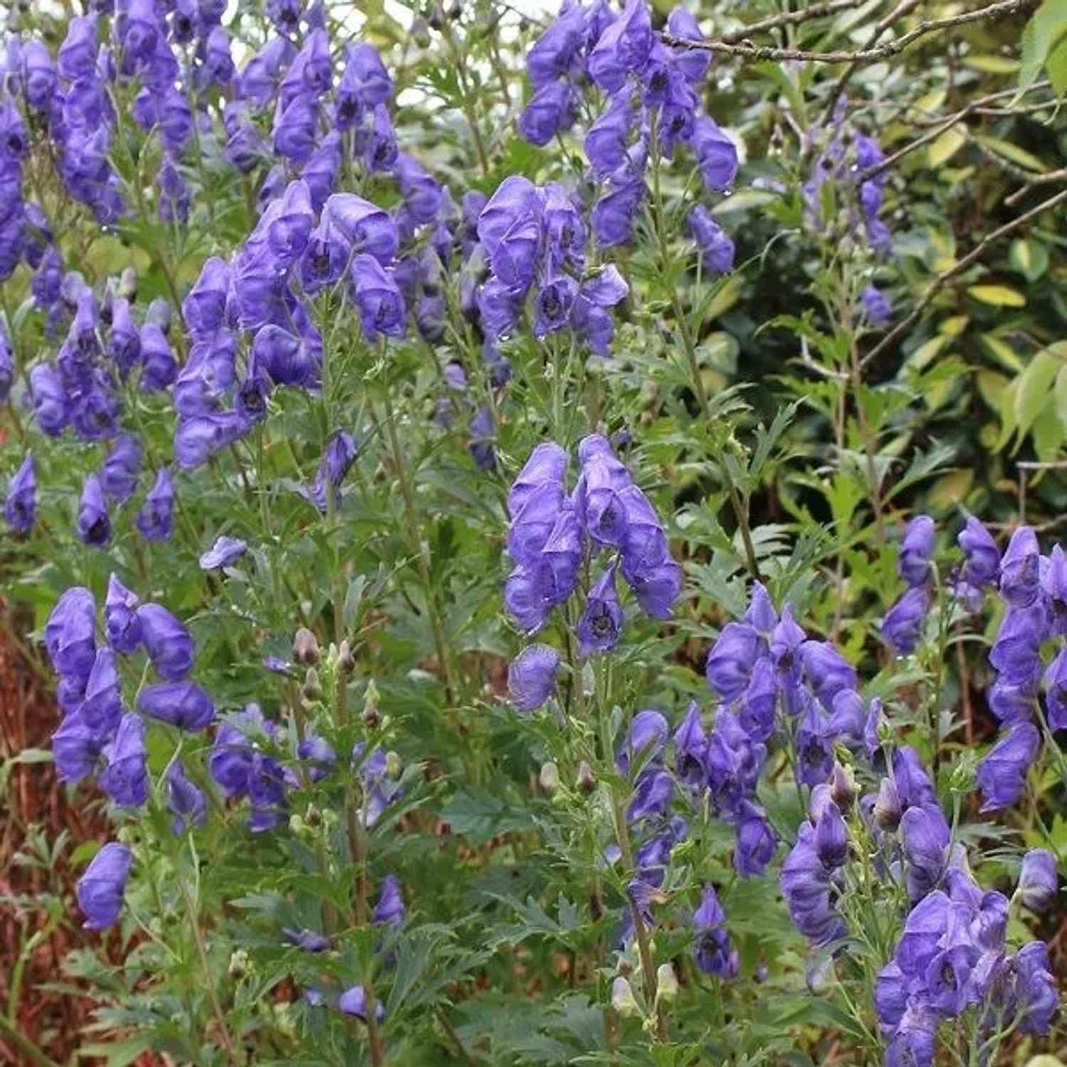 6 x Herbst-Eisenhut 'Arendsii' Aconitum carmichaelii Topf 9cm Spätblühend