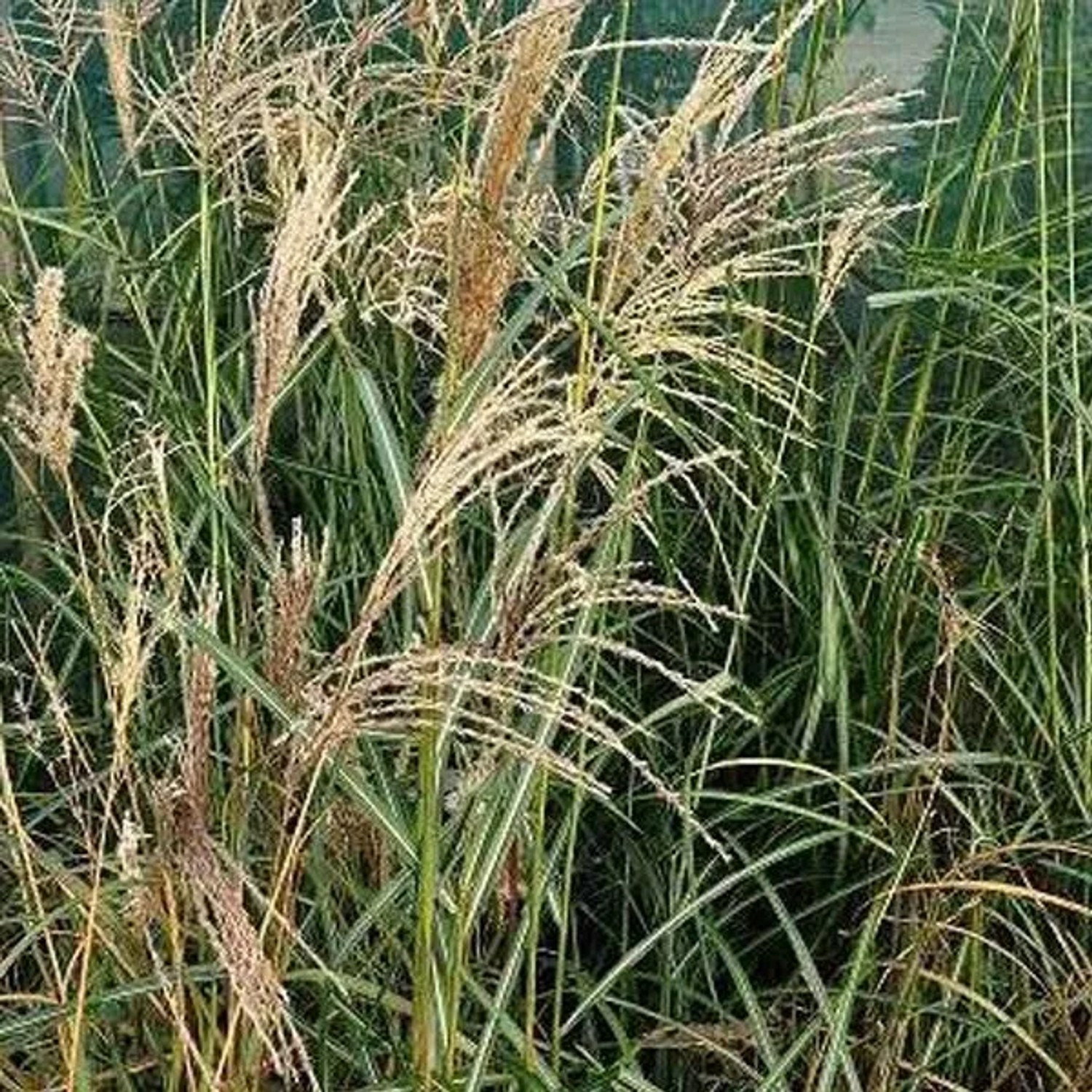 6 x Chinaschilf 'Flamingo' Miscanthus sinensis Topf 9cm Rosa Blütenrispen