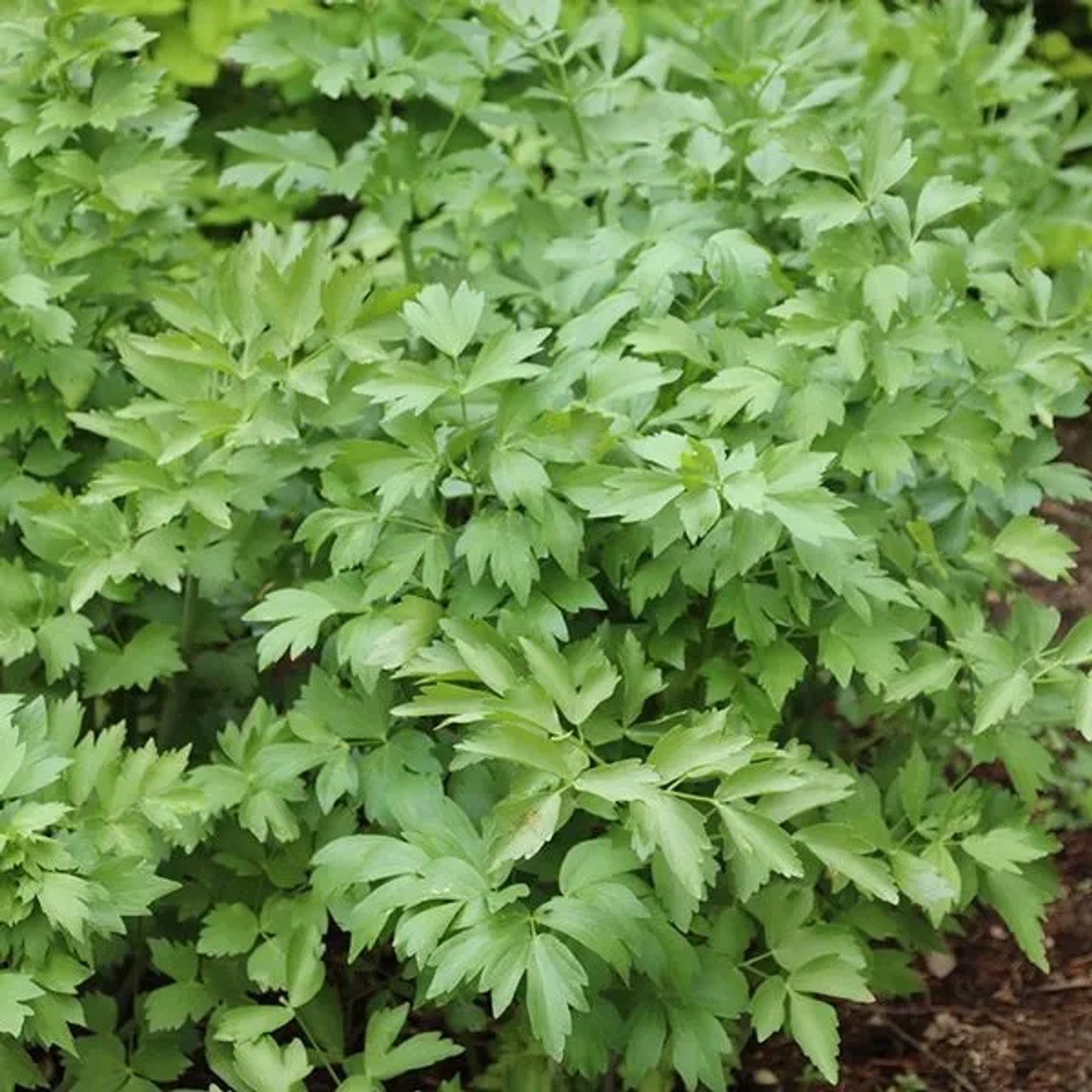 6 x Liebstöckel Levisticum Officinale Topf 9cm Würzkraut