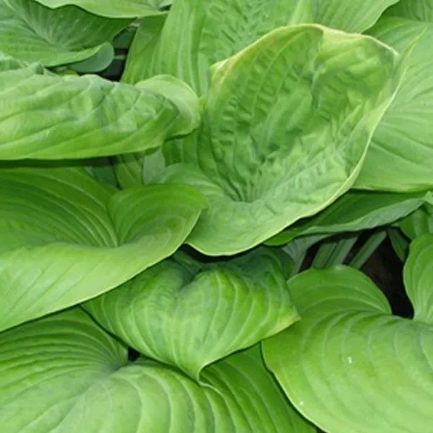 6 x Funkie 'Sum and Substance' Hosta Topf 9cm Großes Laub