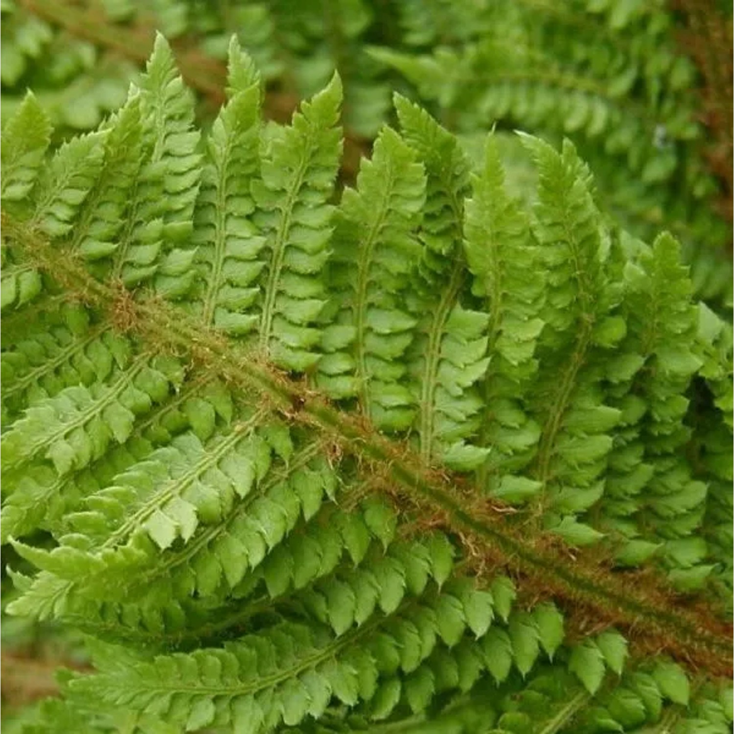 6 x Schildfarn 'Congestum' Polystichum setiferum Topf 9cm Fein Gefiedert