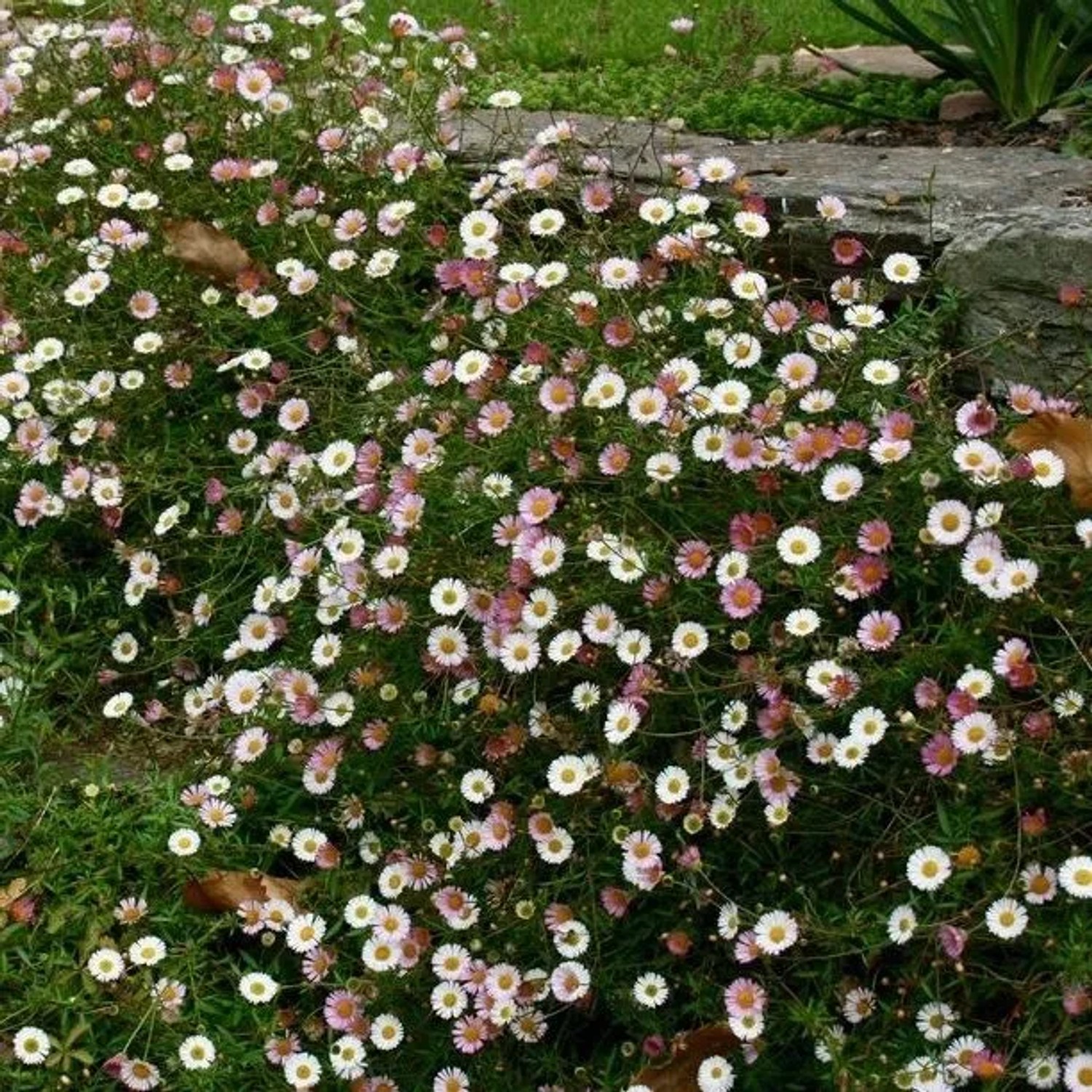 6 x Spanisches Gänseblümchen Erigeron karvinskianus Topf 9cm Langblühend