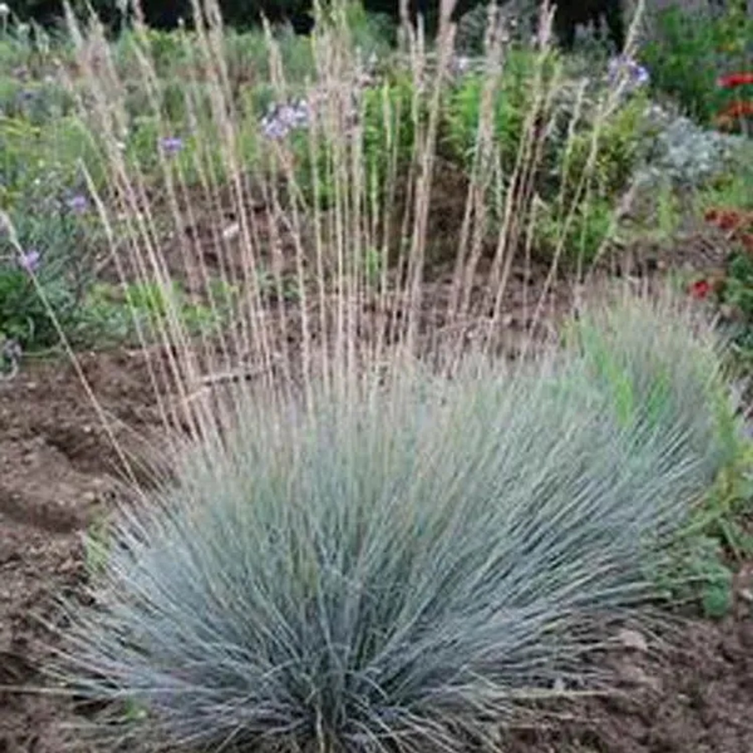 6 x Blauschwingel Festuca glauca Topf 9cm Blaugrünes Laub