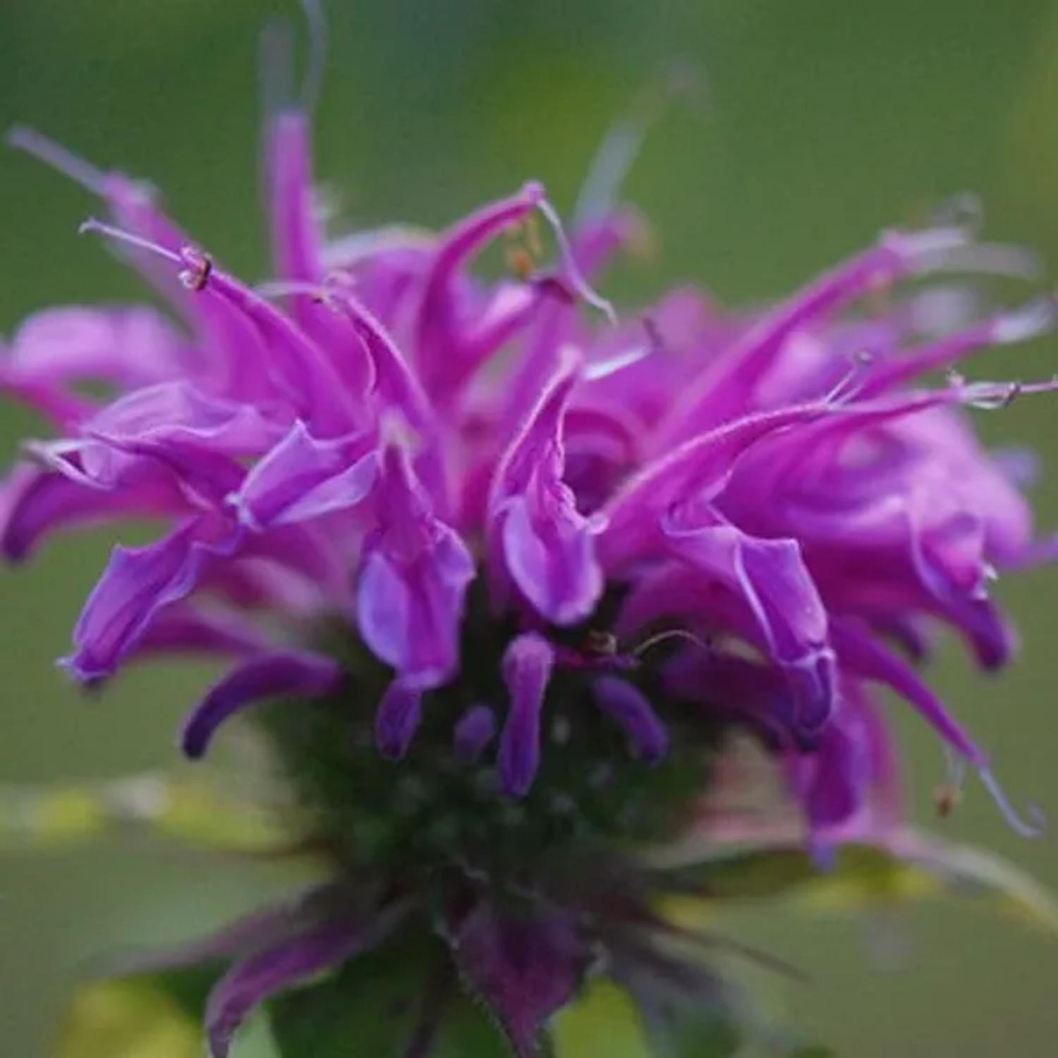 6 x Indianernessel 'Prairienacht' Monarda Topf 9cm Schmetterlingspflanze