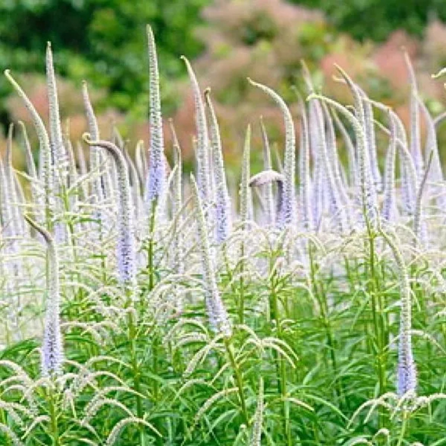 6 x Kandelaber-Ehrenpreis 'Lavendelturm' Veronicastrum virginicum Topf 9cm Beetrandpflanze