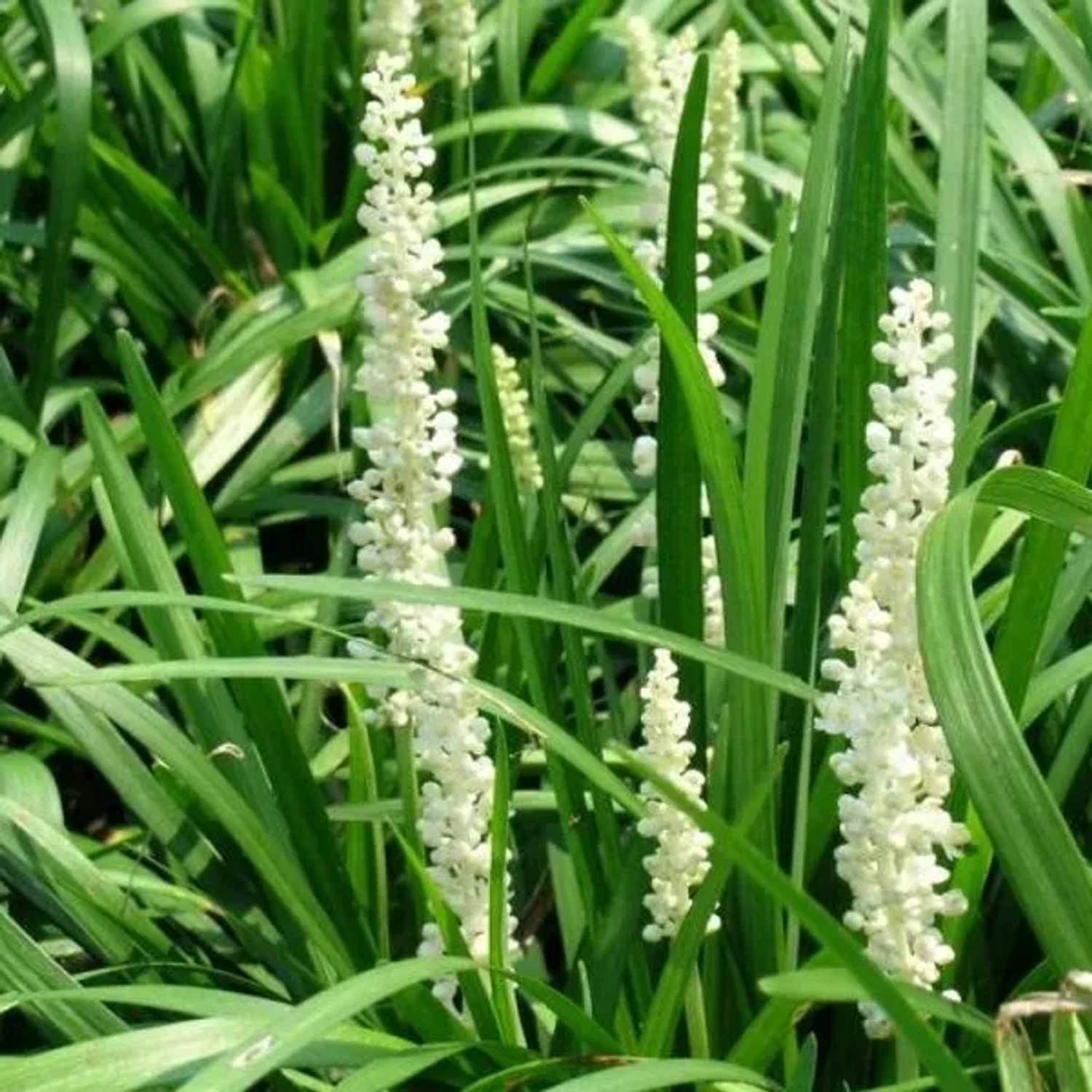 6 x Lilientraube 'Monroe White' Liriope Muscari Topf 9cm Weiße Blüten