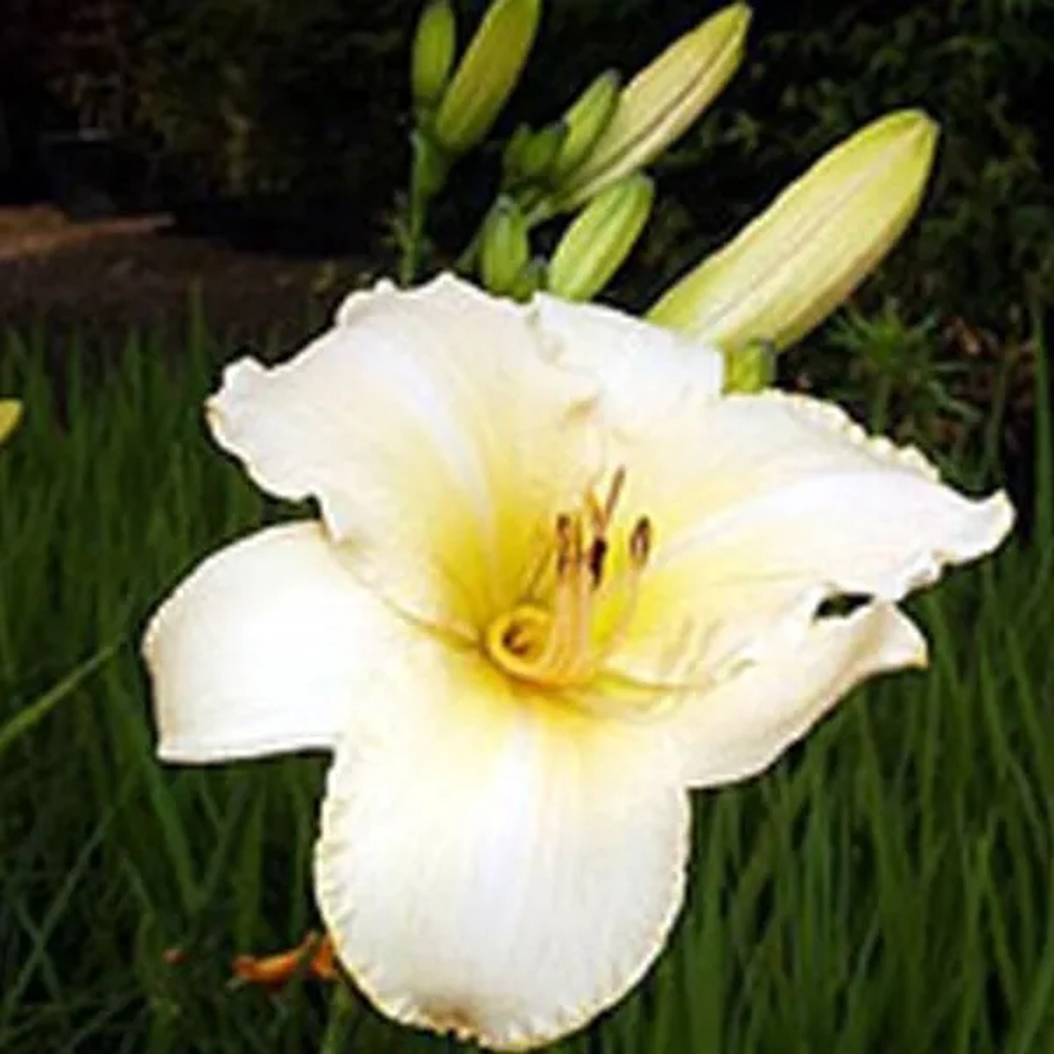 6 x Taglilie 'Helle Berlinerin' Hemerocallis Topf 9cm Beetrandpflanze
