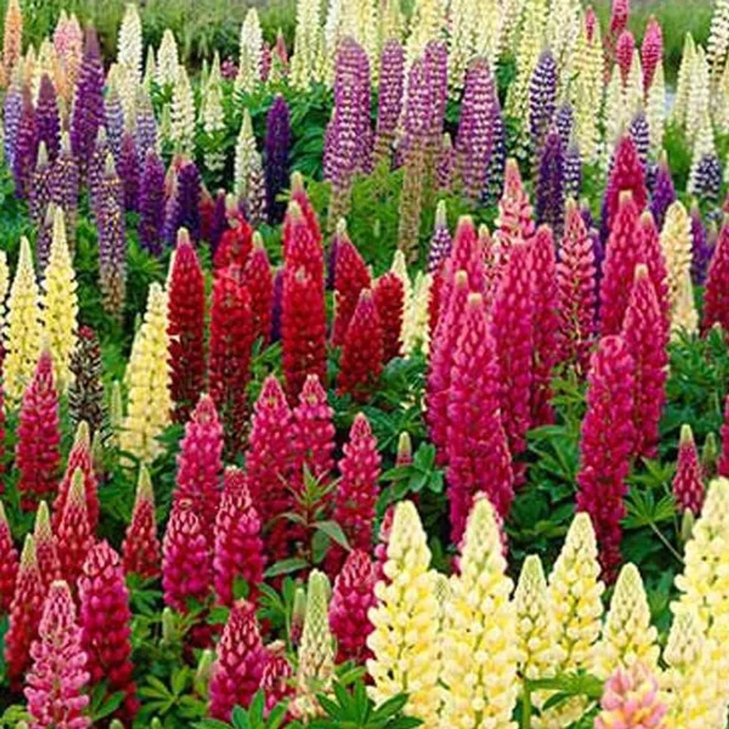 6 x Lupine 'Russell Hybrids' Lupinus Topf 9cm Hohe Blütenkerzen