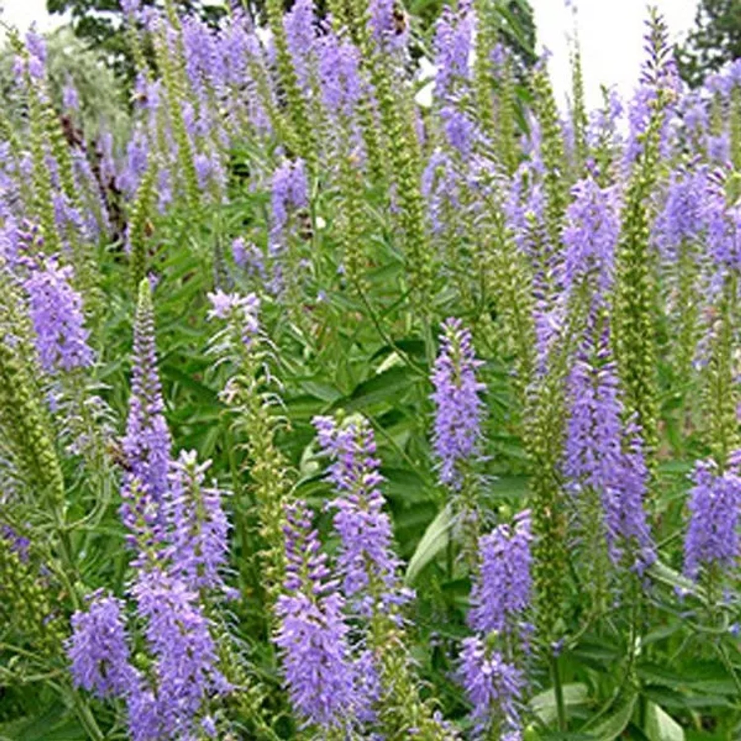 6 x Ehrenpreis Veronica spicata Topf 9cm Beetrandpflanze