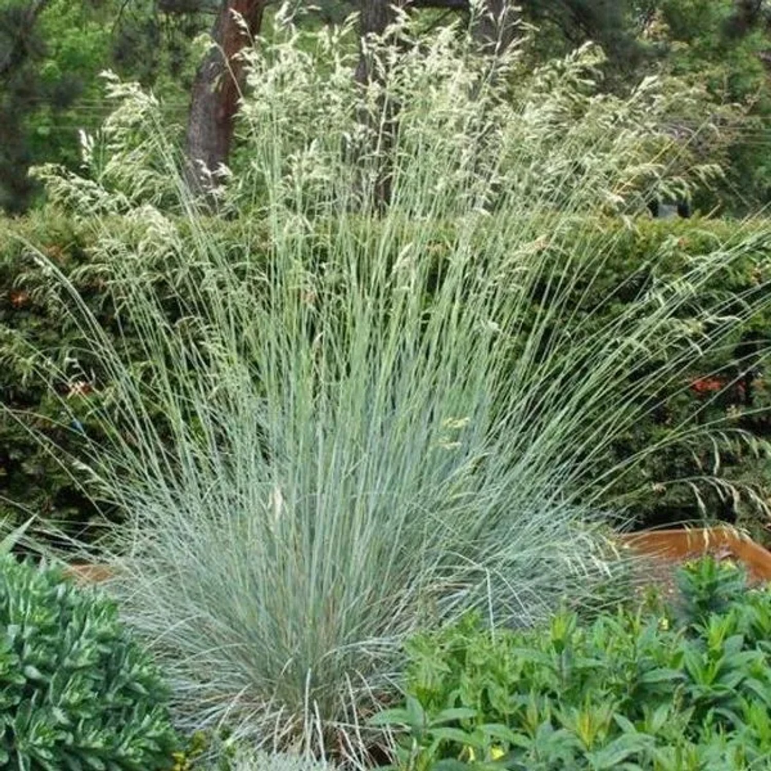 6 x Blaustrahlhafer 'Saphirsprudel' Helictotrichon Sempervirens Topf 9cm Blaugrünes Laub