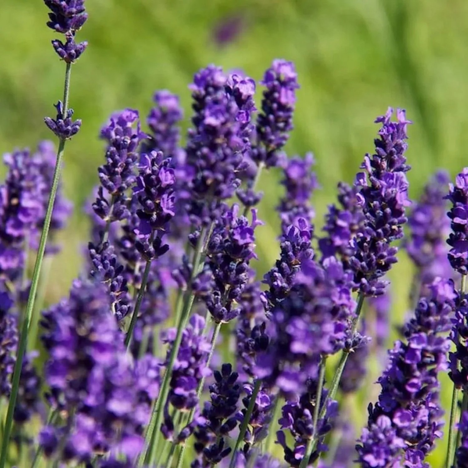 6x Lavendel 'Hidcote' Lavandula angustifolia Topf 9 cm Duftend