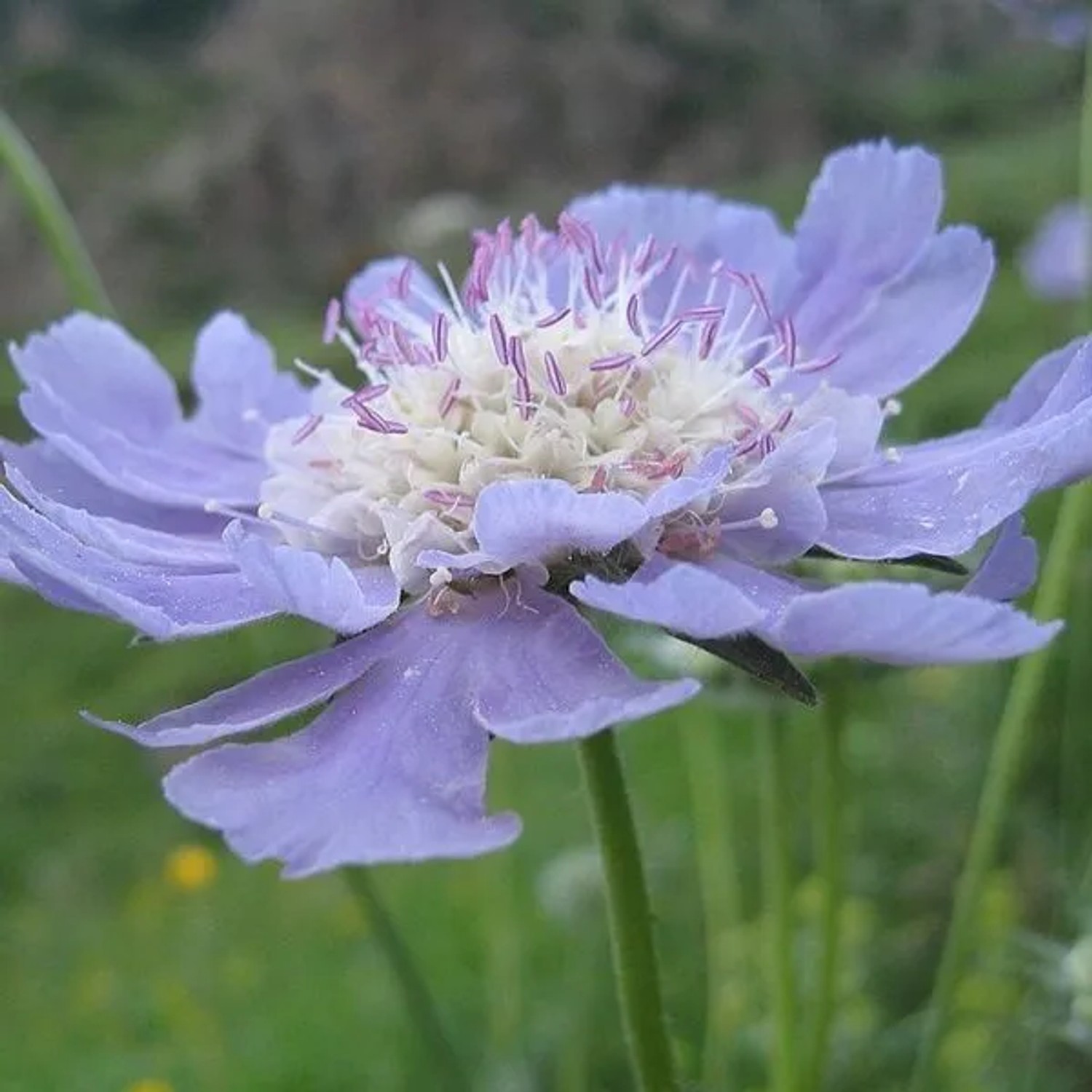 6 x Skabiose 'Perfecta' Scabiosa caucasica Topf 9cm Hellblaue Blüten