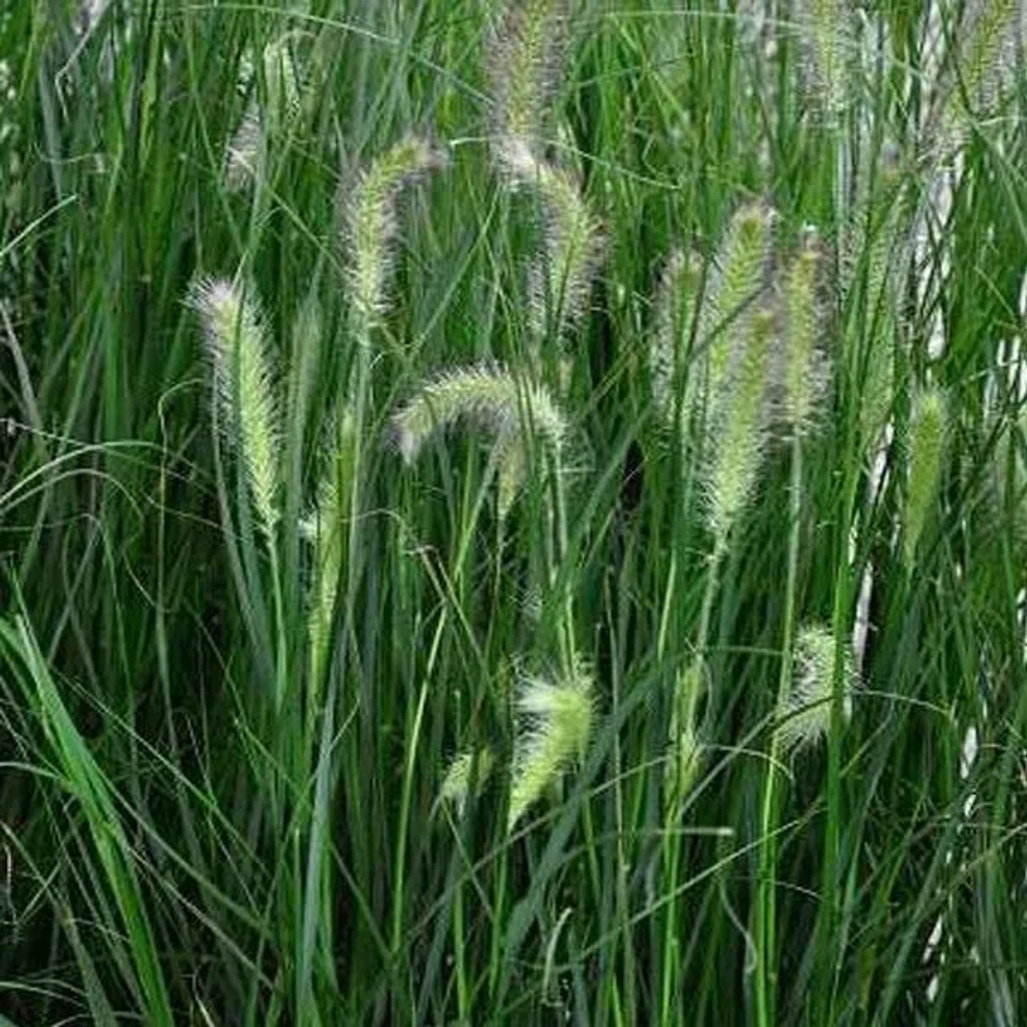 6 x Lampenputzergras 'Hameln' Pennisetum alopecuroides Topf 9cm Kompakt Wachsend