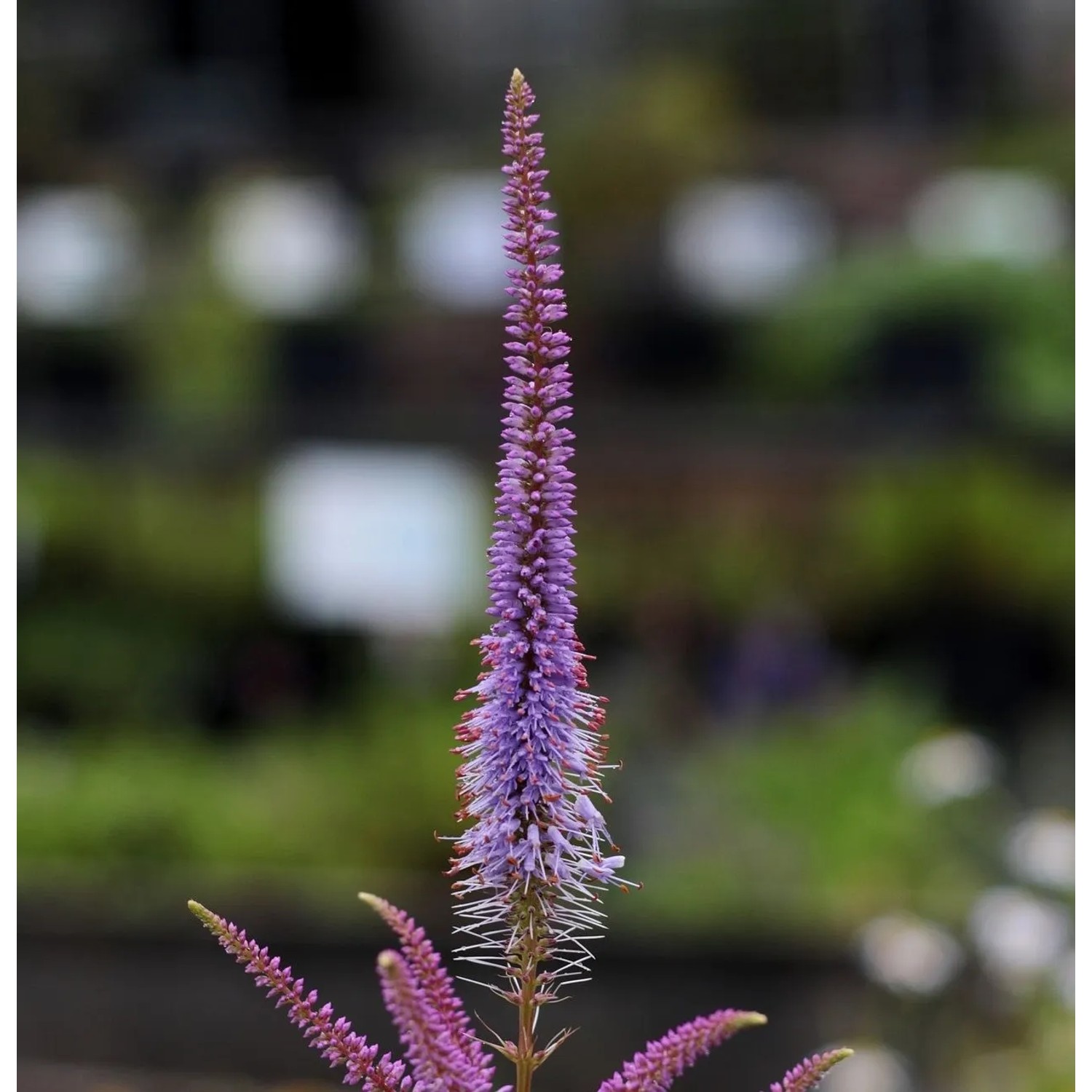 6 x Kandelaber-Ehrenpreis 'Fascination' Veronicastrum virginicum Topf 9cm Beetpflanze
