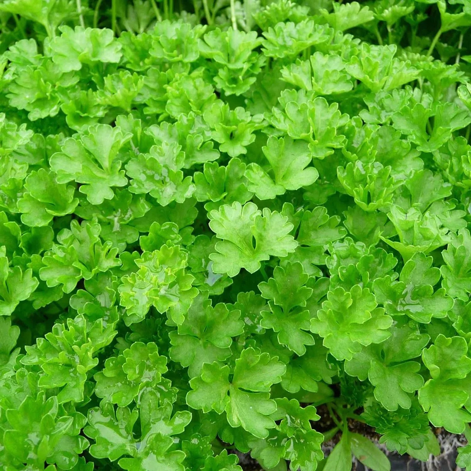 6 x Petersilie Petroselinum crispum Topf 9cm Aromatisches Laub