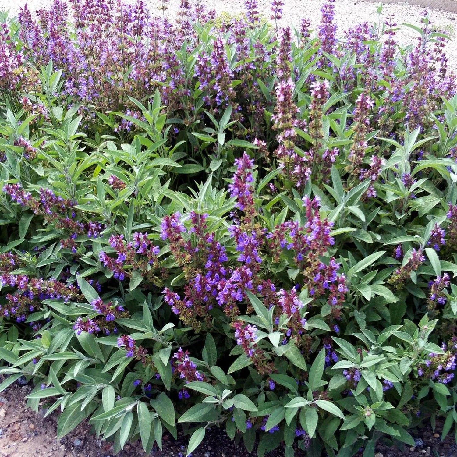 6 x Echter Salbei Salvia officinalis Topf 9cm Immergrün