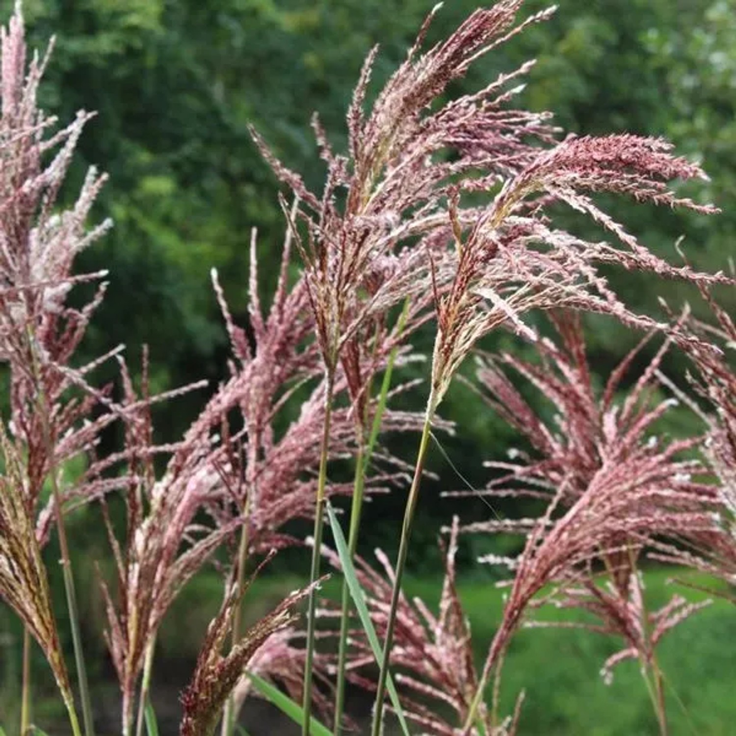 6 x Chinaschilf 'Malepartus' Miscanthus sinensis Topf 9cm Silberne Blütenfedern