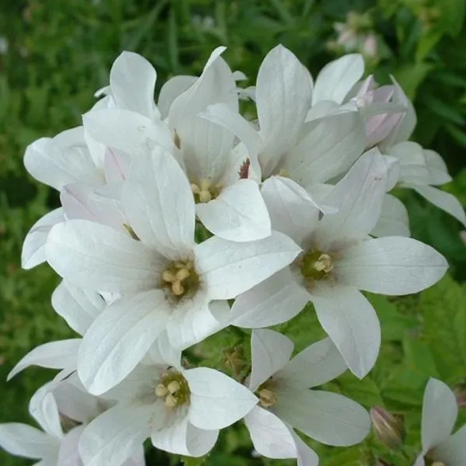 6 x Wald-Glockenblume 'Alba' Campanula,atifolia Topf 9cm Weiße Blüten