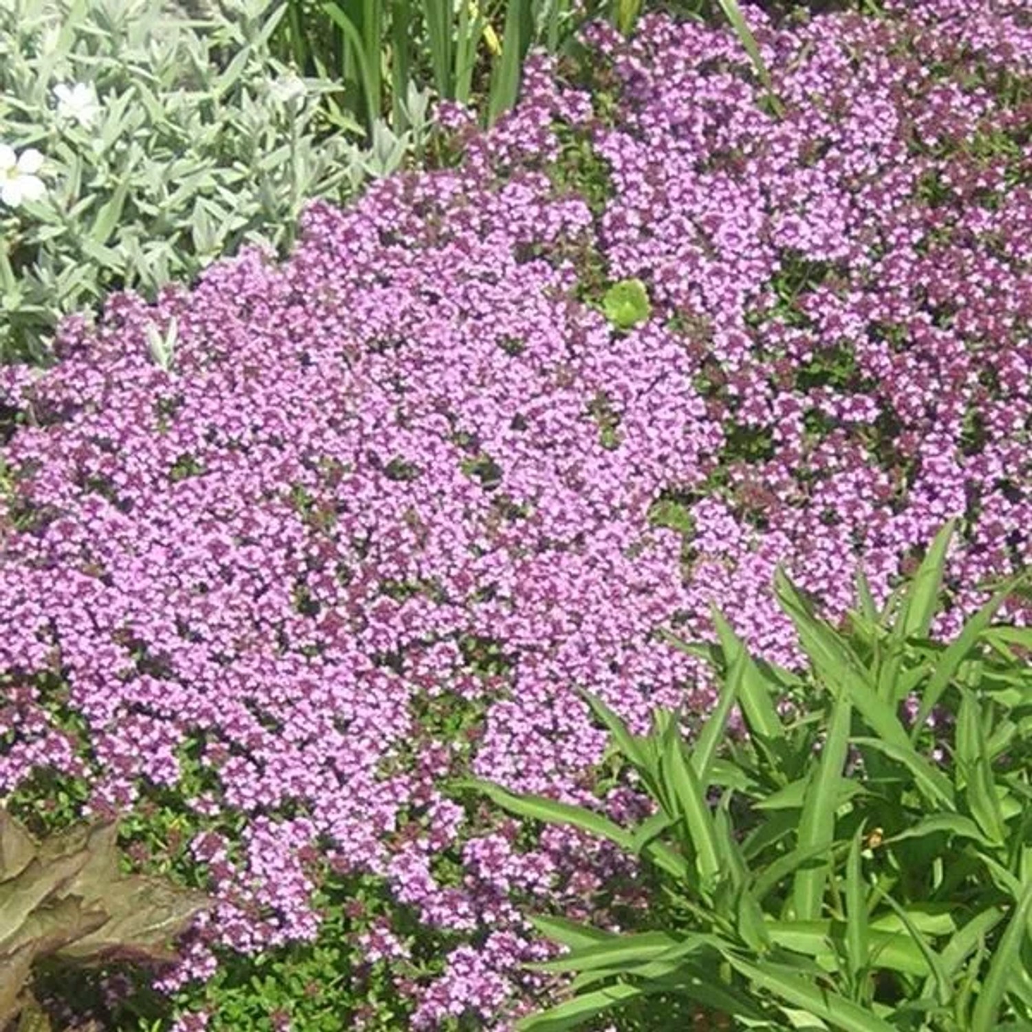 6x Sand-Thymian Thymus serpyllum Topf 9 cm Bodendeckend