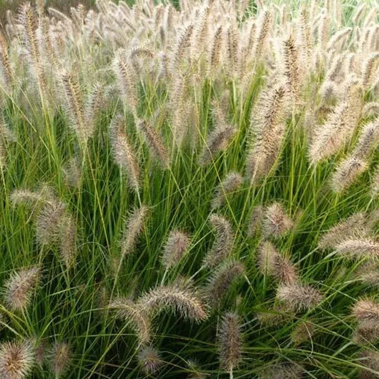 6 x Lampenputzergras 'Gelbstiel' Pennisetum alopecuroides Topf 9cm Gelbliche Halme