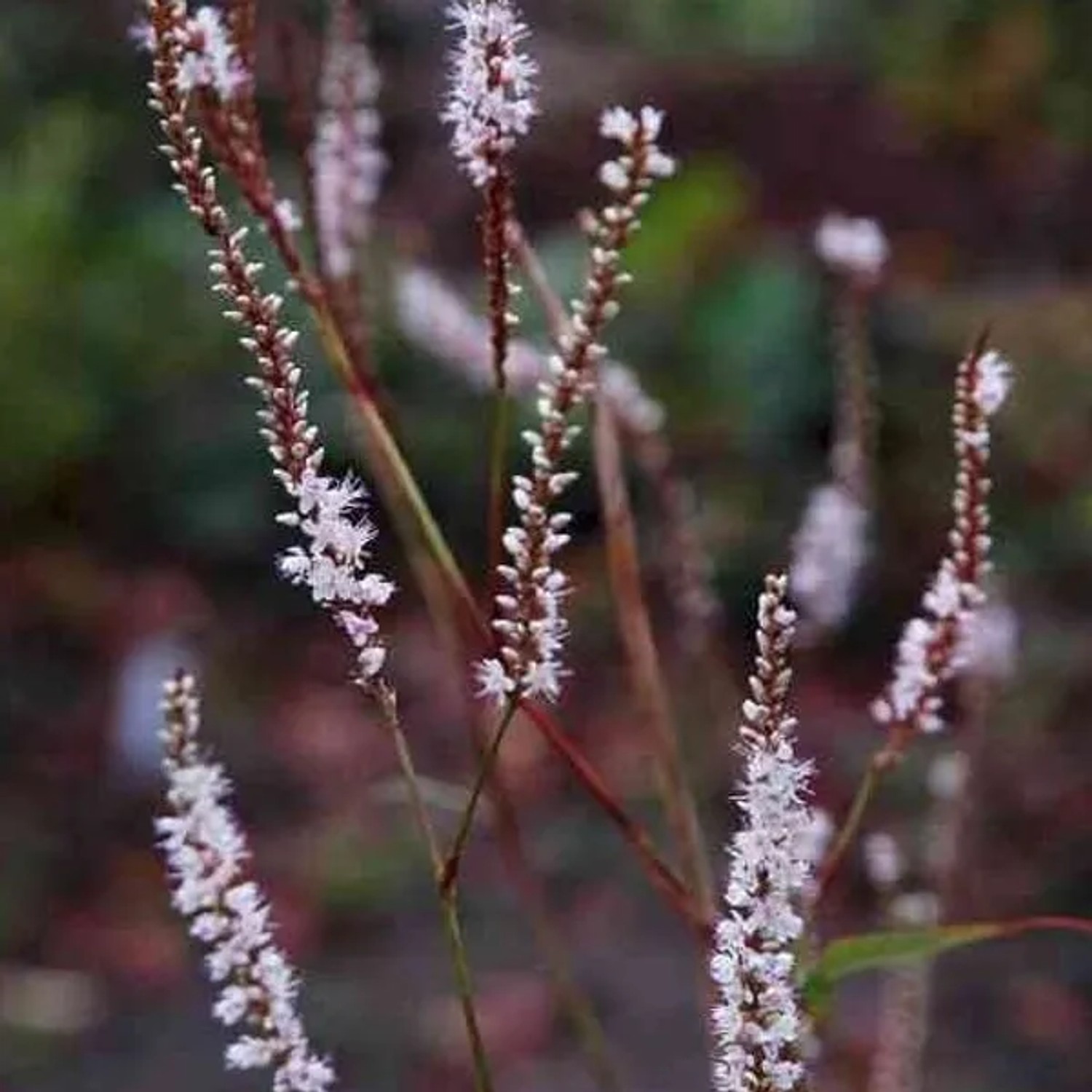 6 x Kerzenknöterich 'Alba' Persicaria amplexicaulis Topf 9cm Weiße Blüten