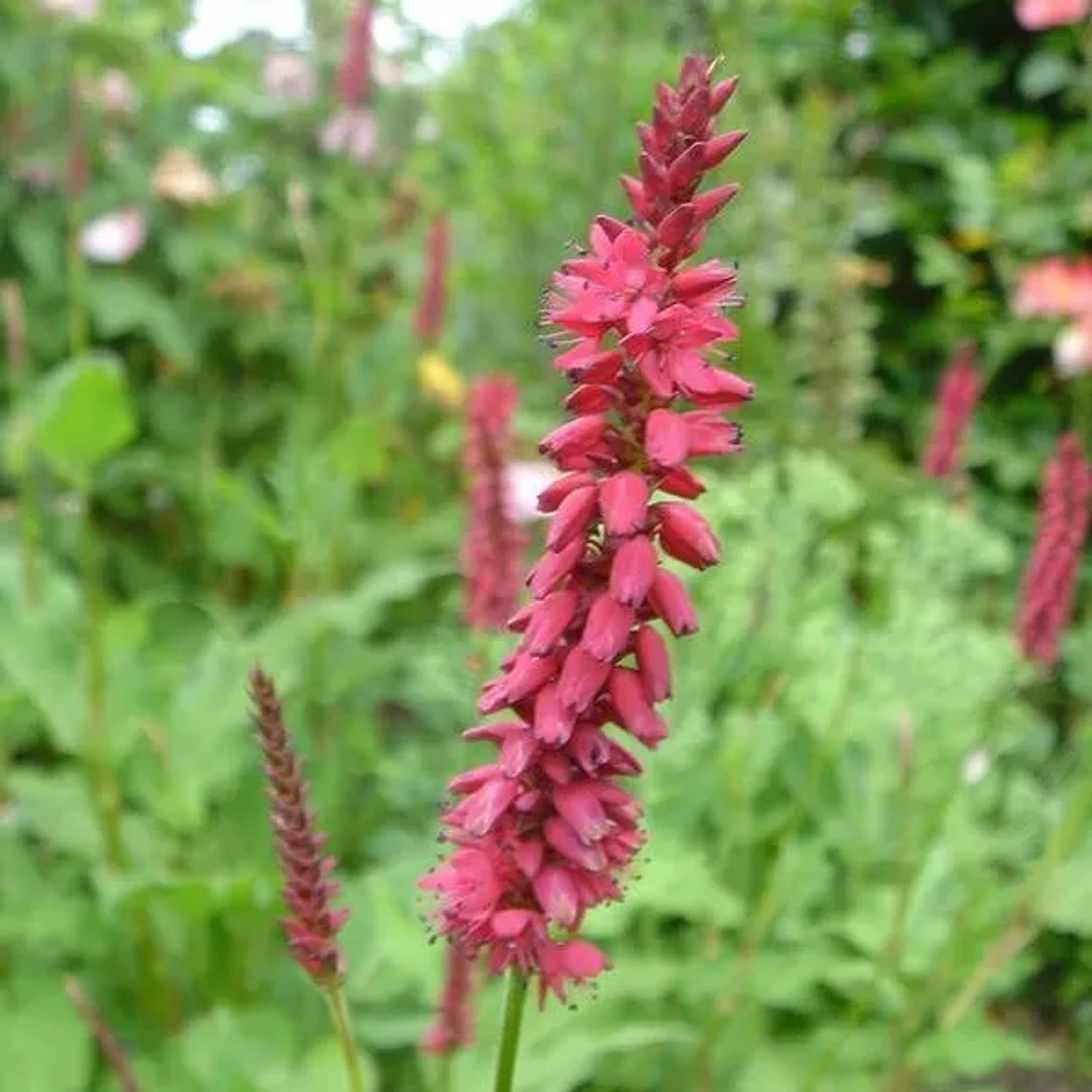 6 x Kerzenknöterich 'Inverleith' Persicaria amplexicaulis Topf 9cm Beetrandpflanze